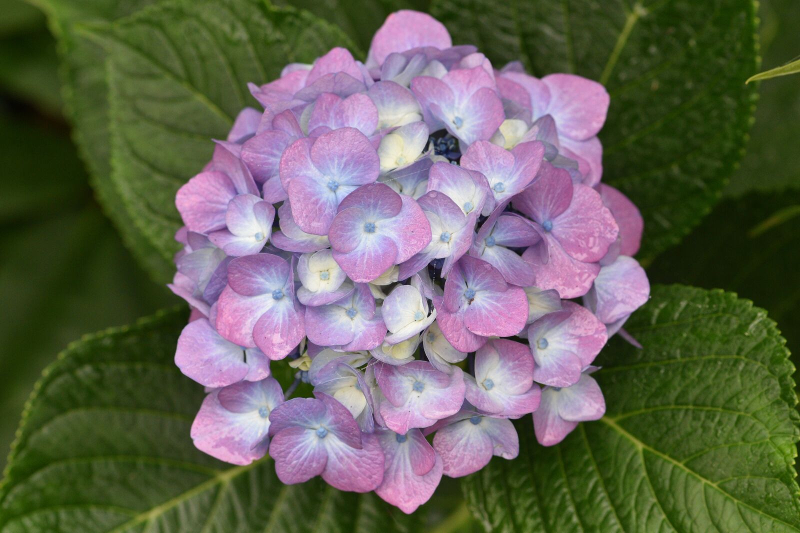Nikon D750 sample photo. Hydrangea, flower, bloom photography