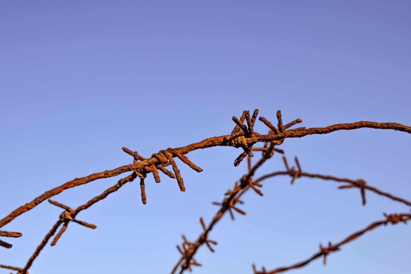Nikon D3300 sample photo. Wire, rusty, fence photography