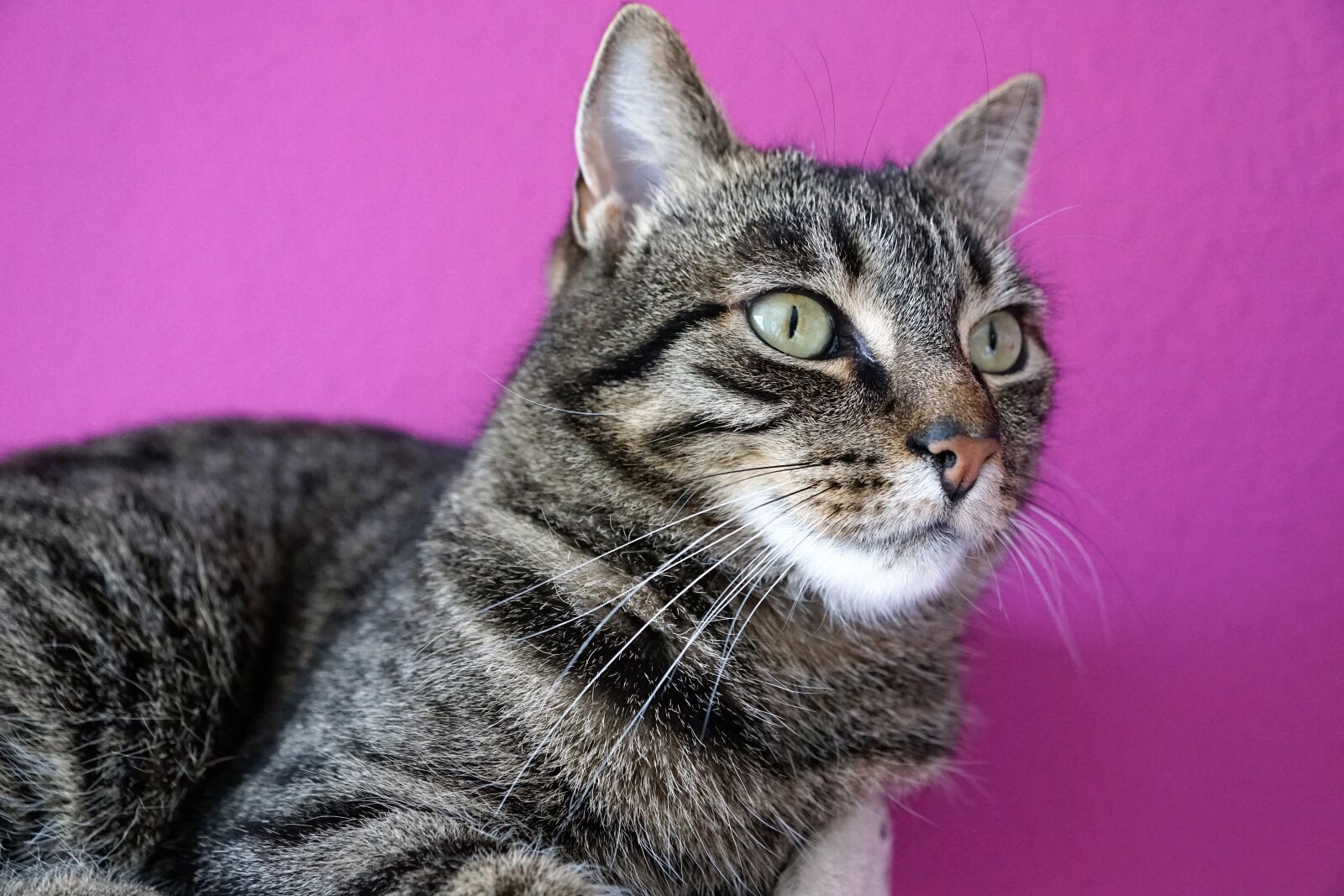 Sony ILCA-77M2 + Sony DT 16-50mm F2.8 SSM sample photo. Cat, animal, pet photography