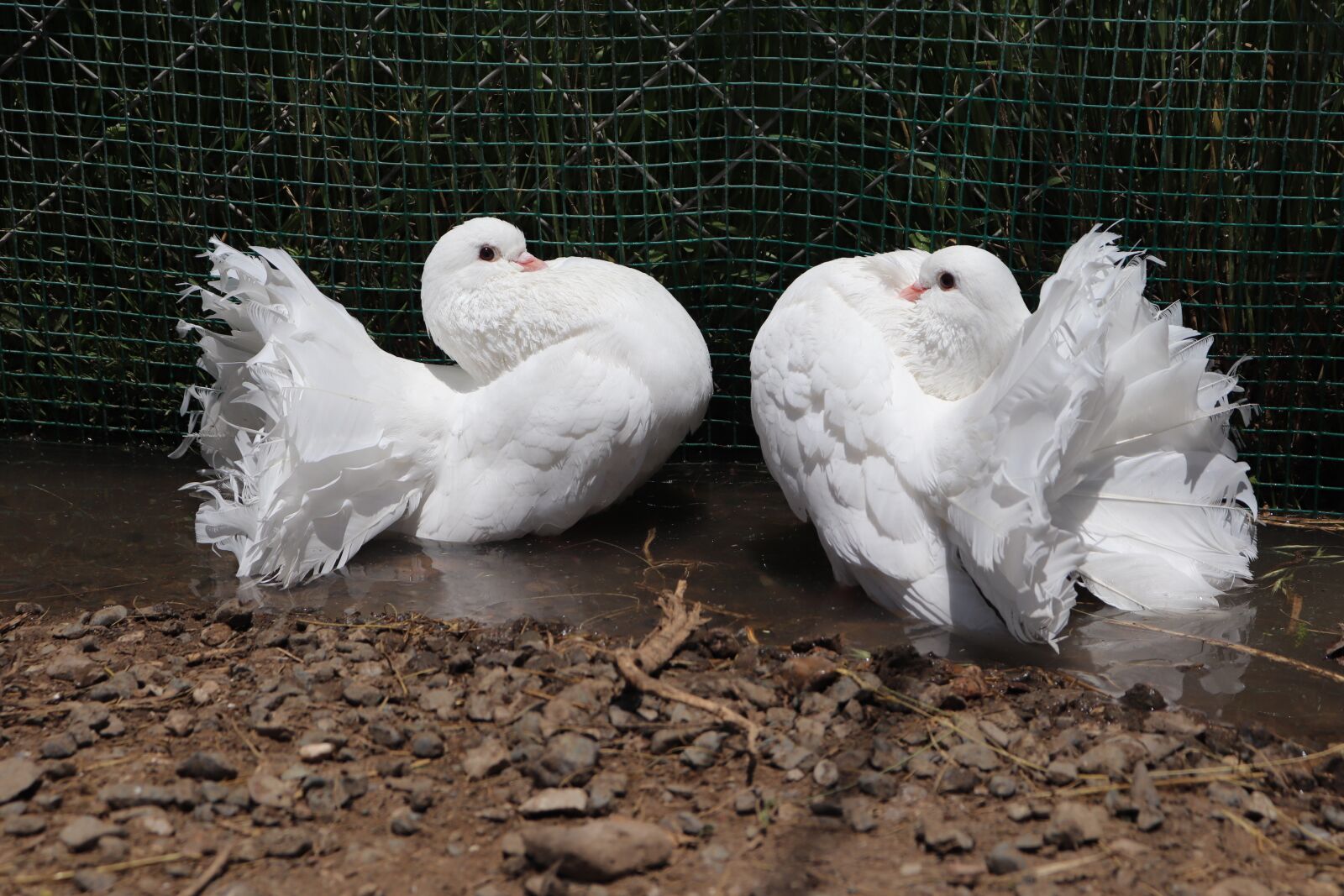 Canon EOS 200D (EOS Rebel SL2 / EOS Kiss X9) sample photo. Basket with dove tail photography