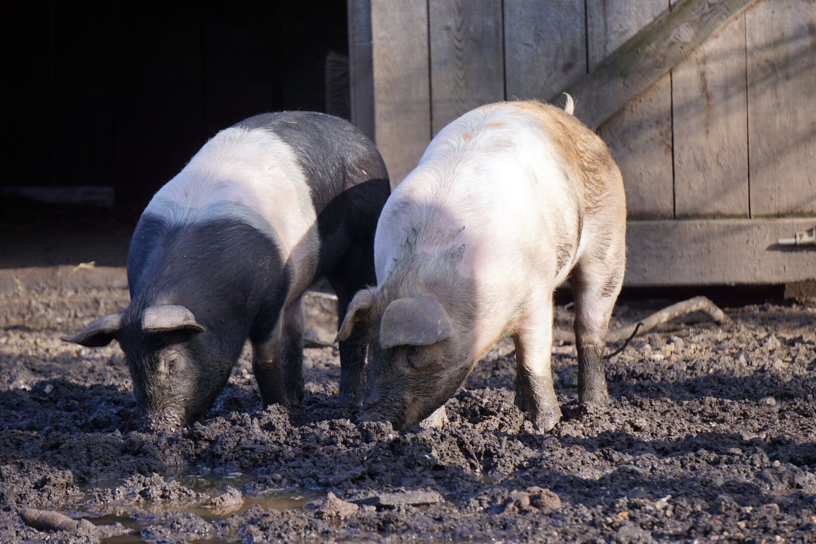 Sony E 55-210mm F4.5-6.3 OSS sample photo. Pigs, mud, piglet photography