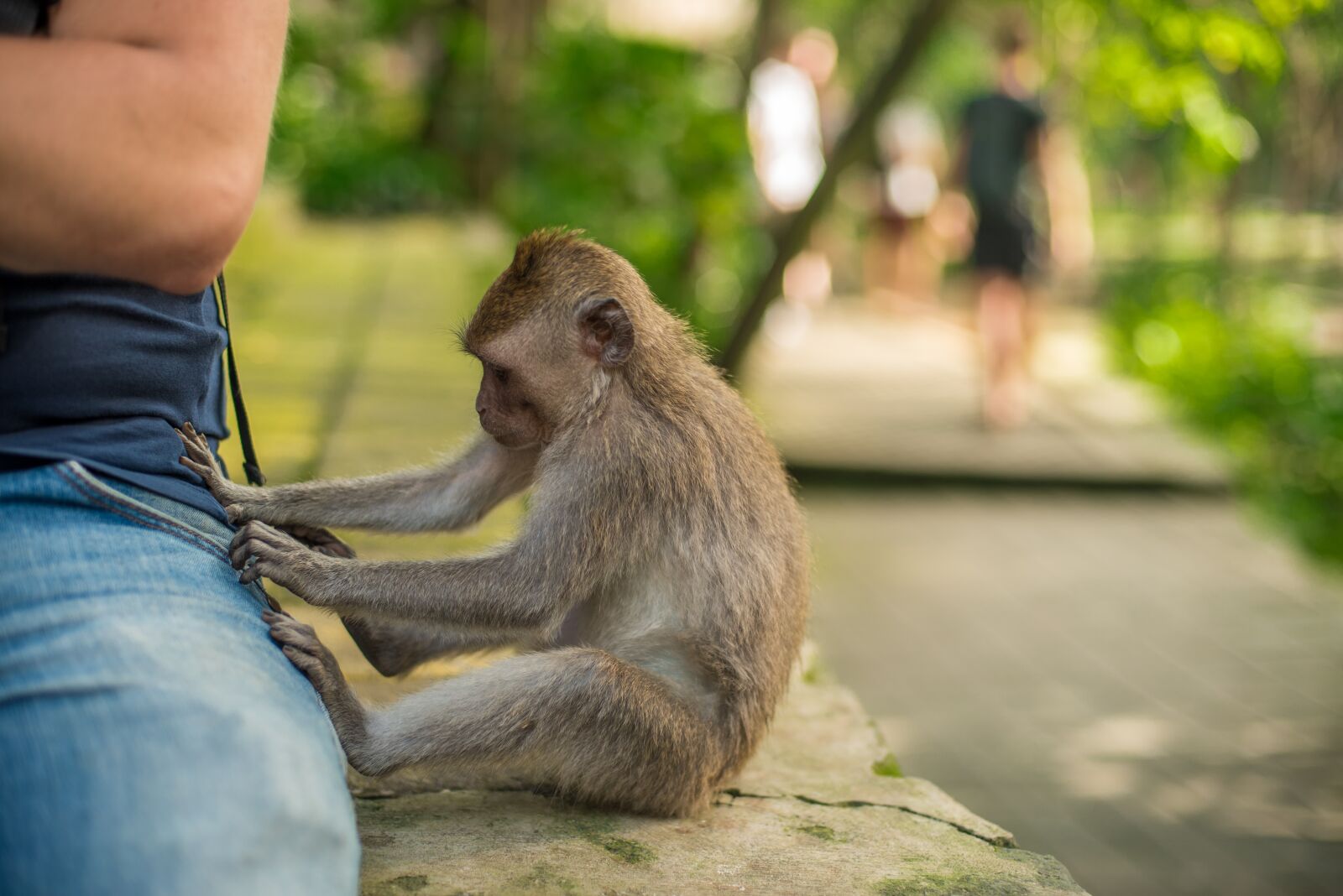 Nikon D750 sample photo. Bali, indonesia, monkey photography