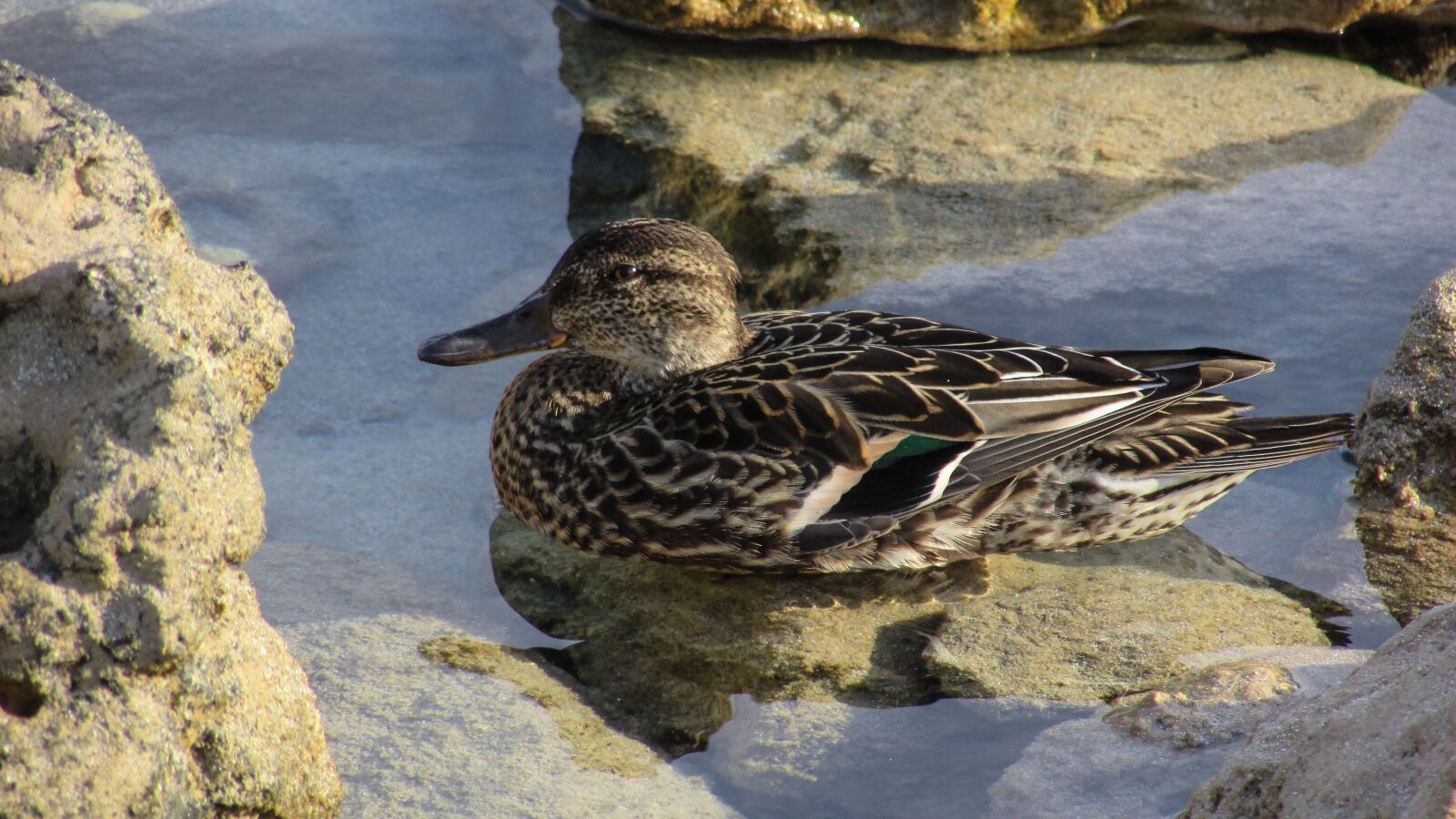 Canon PowerShot SX400 IS sample photo. Eurasian teal, anas crecca photography