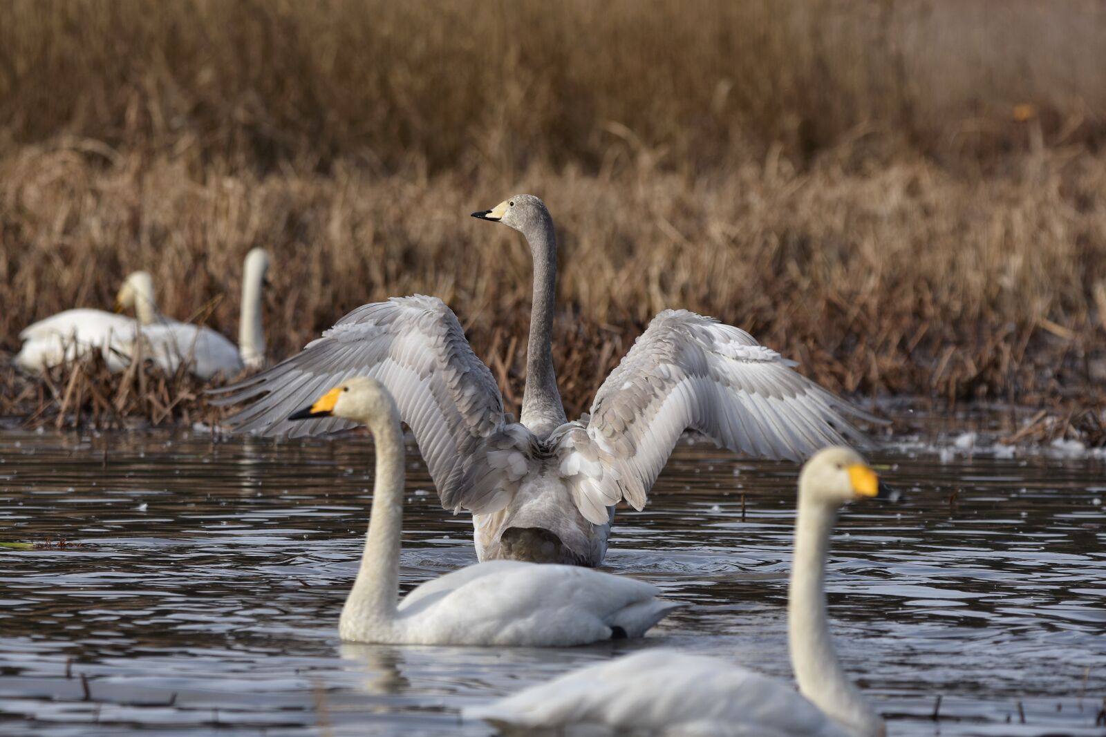 Nikon D7200 sample photo. Animal, pond, water photography