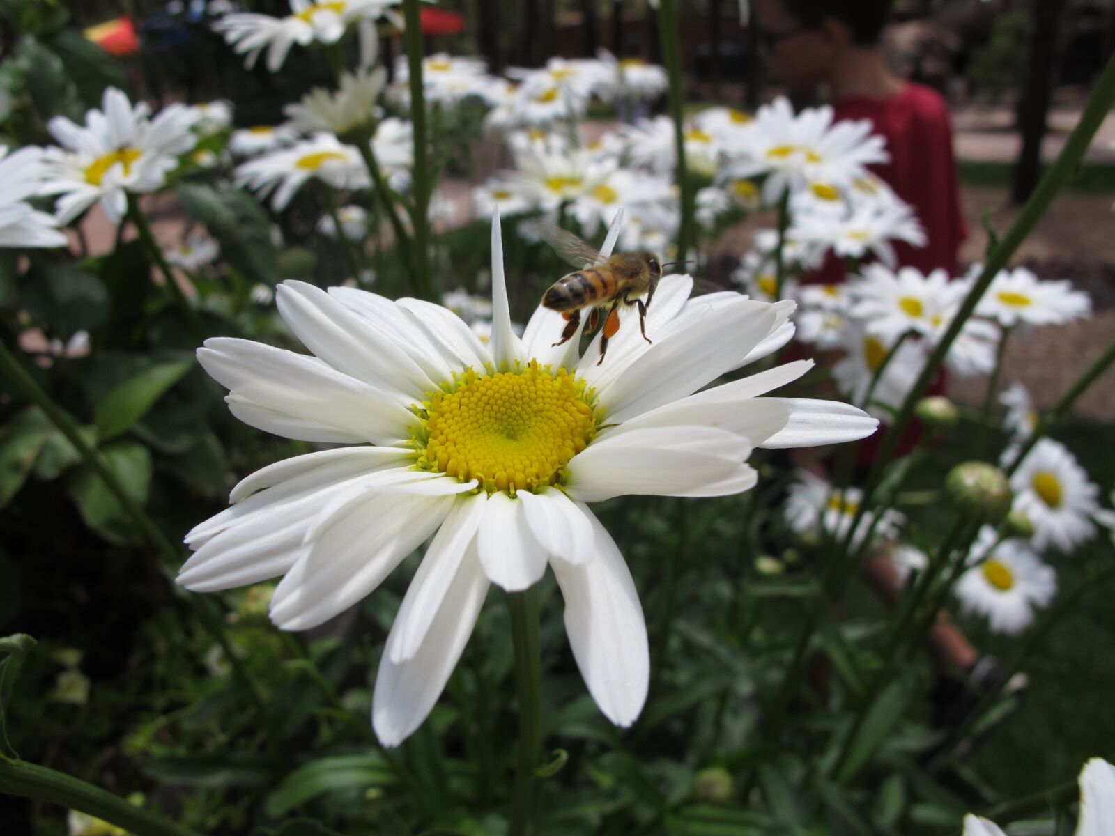 Canon PowerShot G12 sample photo. Flower, daisy, bee photography