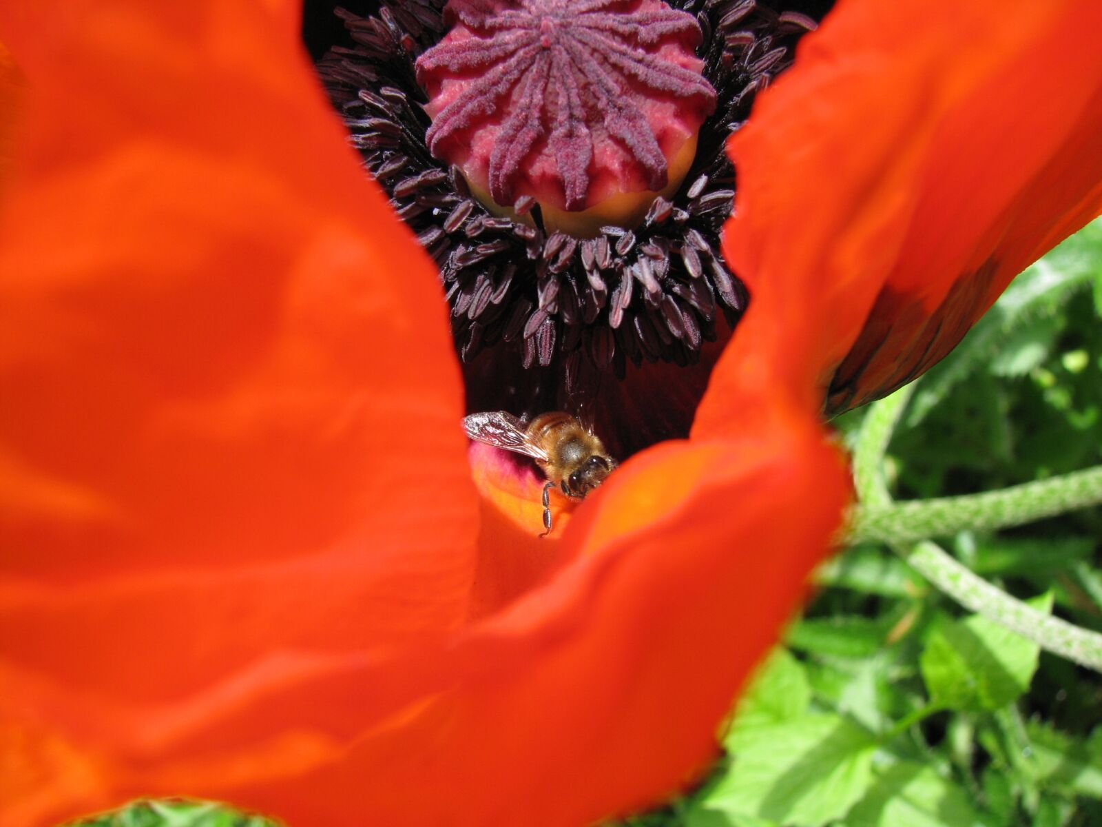 Canon POWERSHOT S5 IS sample photo. Poppy, flower, pollination photography