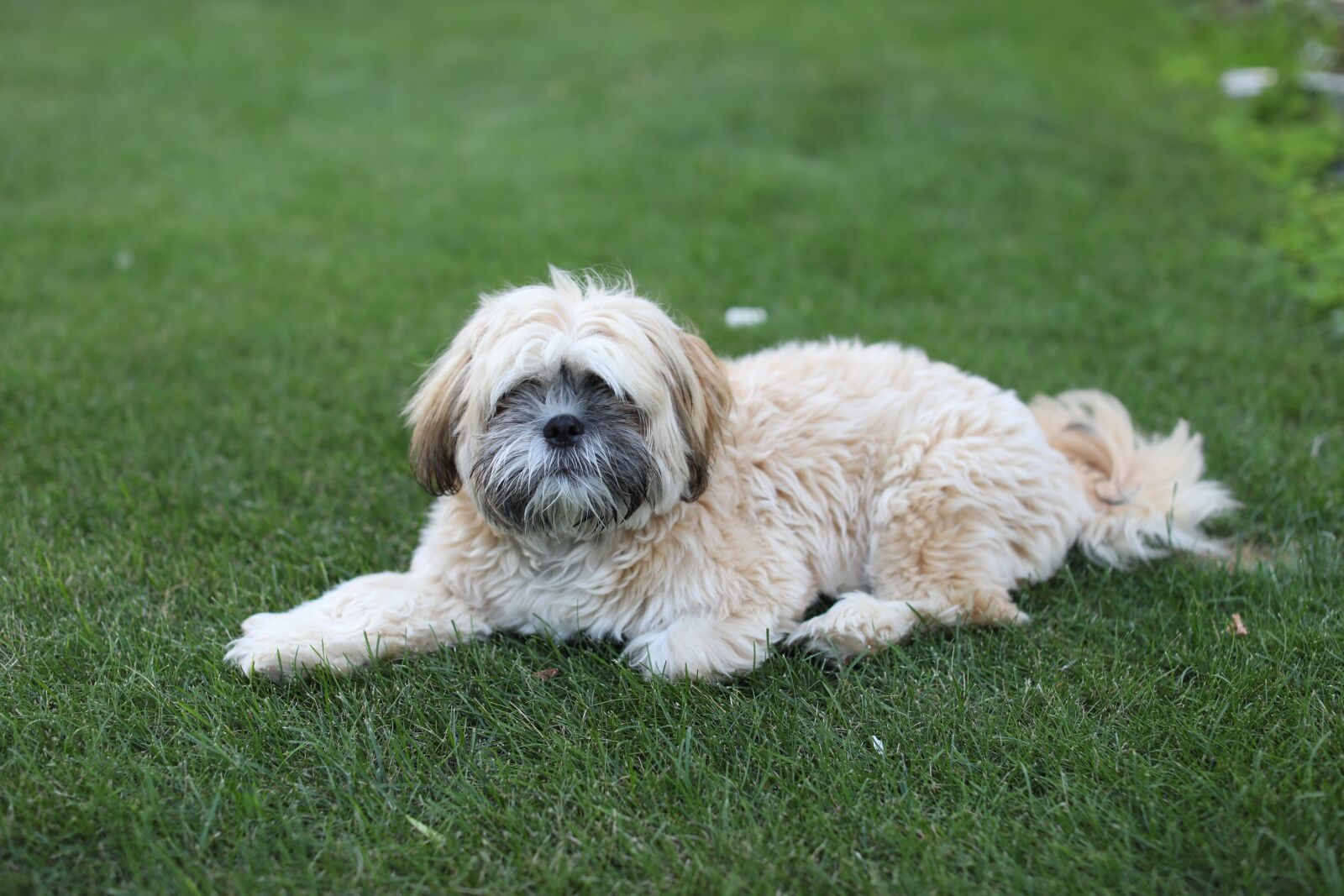Canon EOS 5D Mark IV + Canon EF 50mm F1.2L USM sample photo. Puppy, dog, grass photography