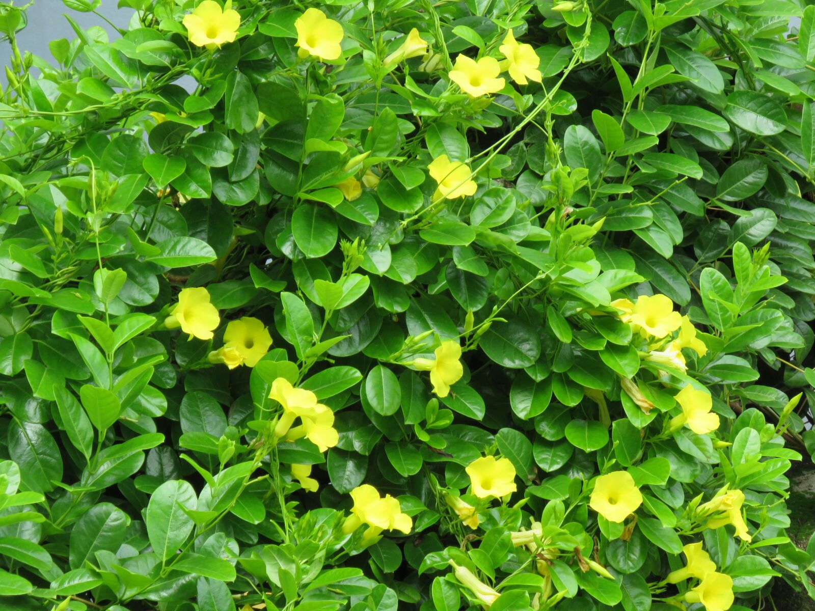 Canon PowerShot SX60 HS sample photo. Green, yellow flowers, flowers photography