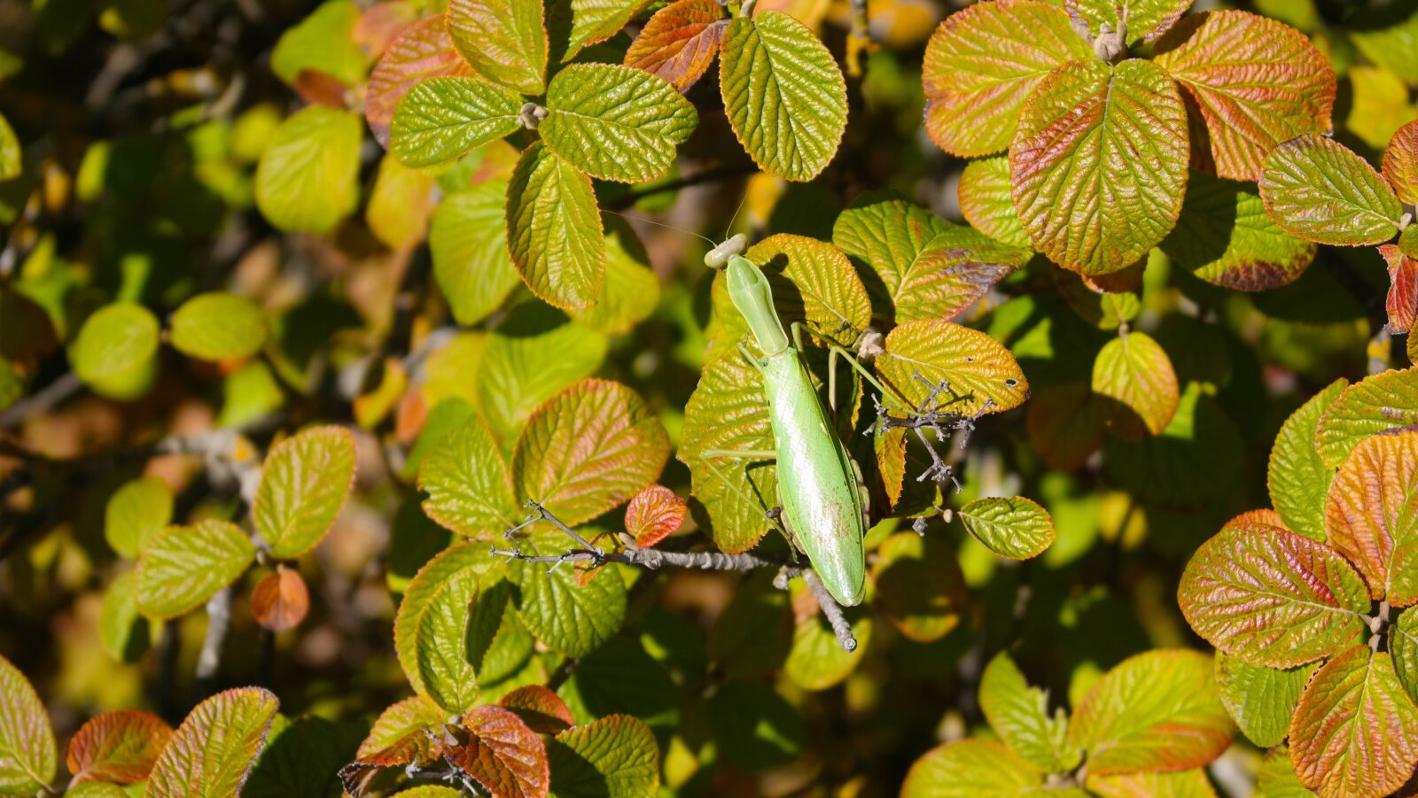 Samsung NX300 sample photo. Praying mantis, foliage, beetle photography