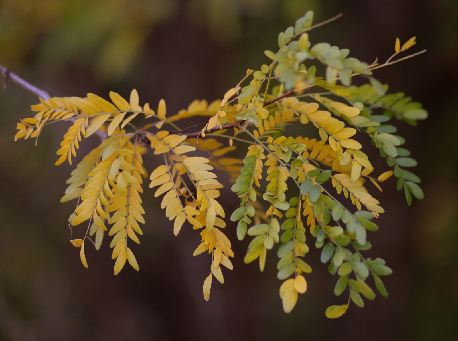 Canon EF 85mm F1.8 USM sample photo. Acacia, leaves, yellow photography