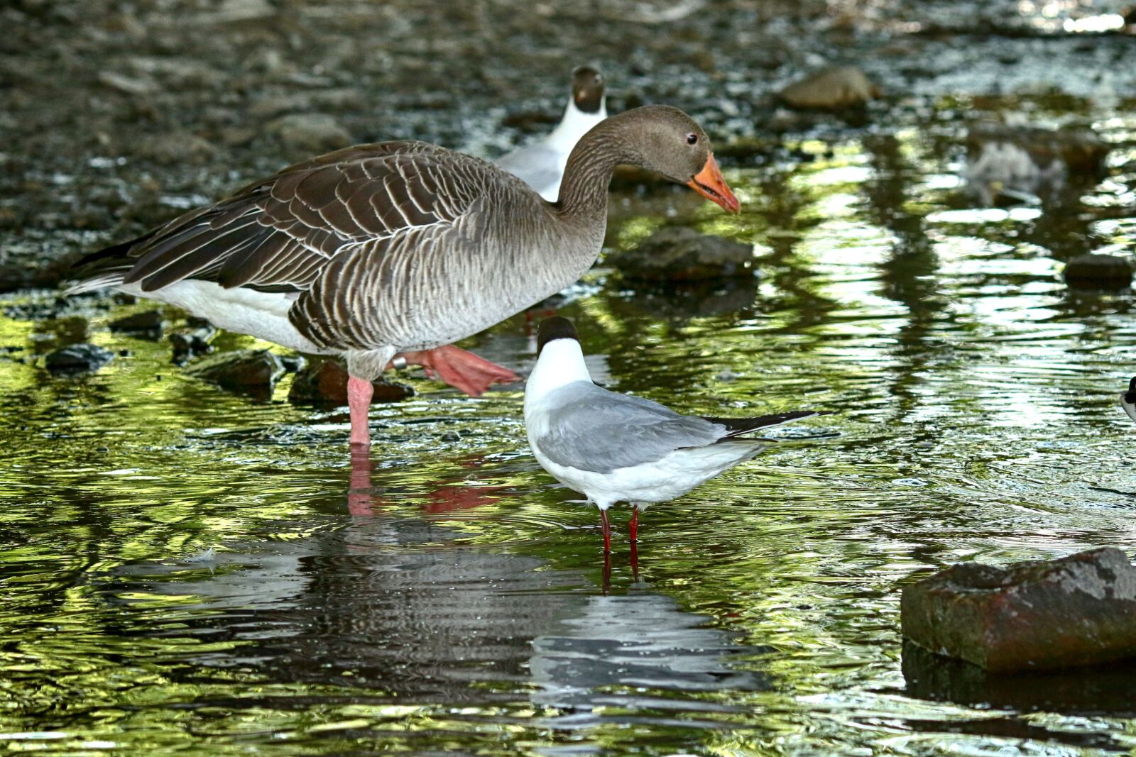 Canon EOS 7D Mark II + Canon EF 135mm F2L USM sample photo. Bird, lake, water photography