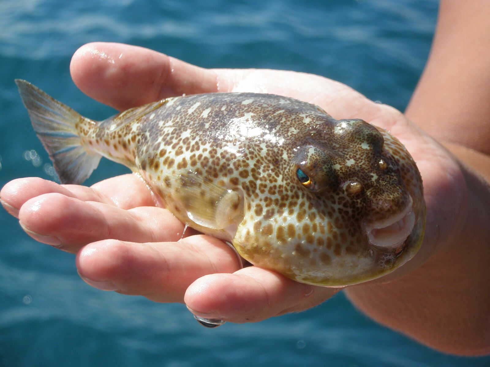 Olympus FE240/X795 sample photo. Sea, fish, exotic photography