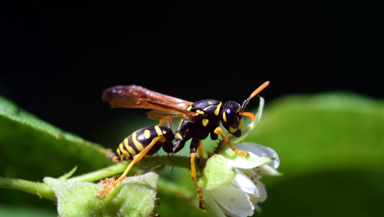Nikon D3300 sample photo. Insect, invertebrate, animal, wildlife photography