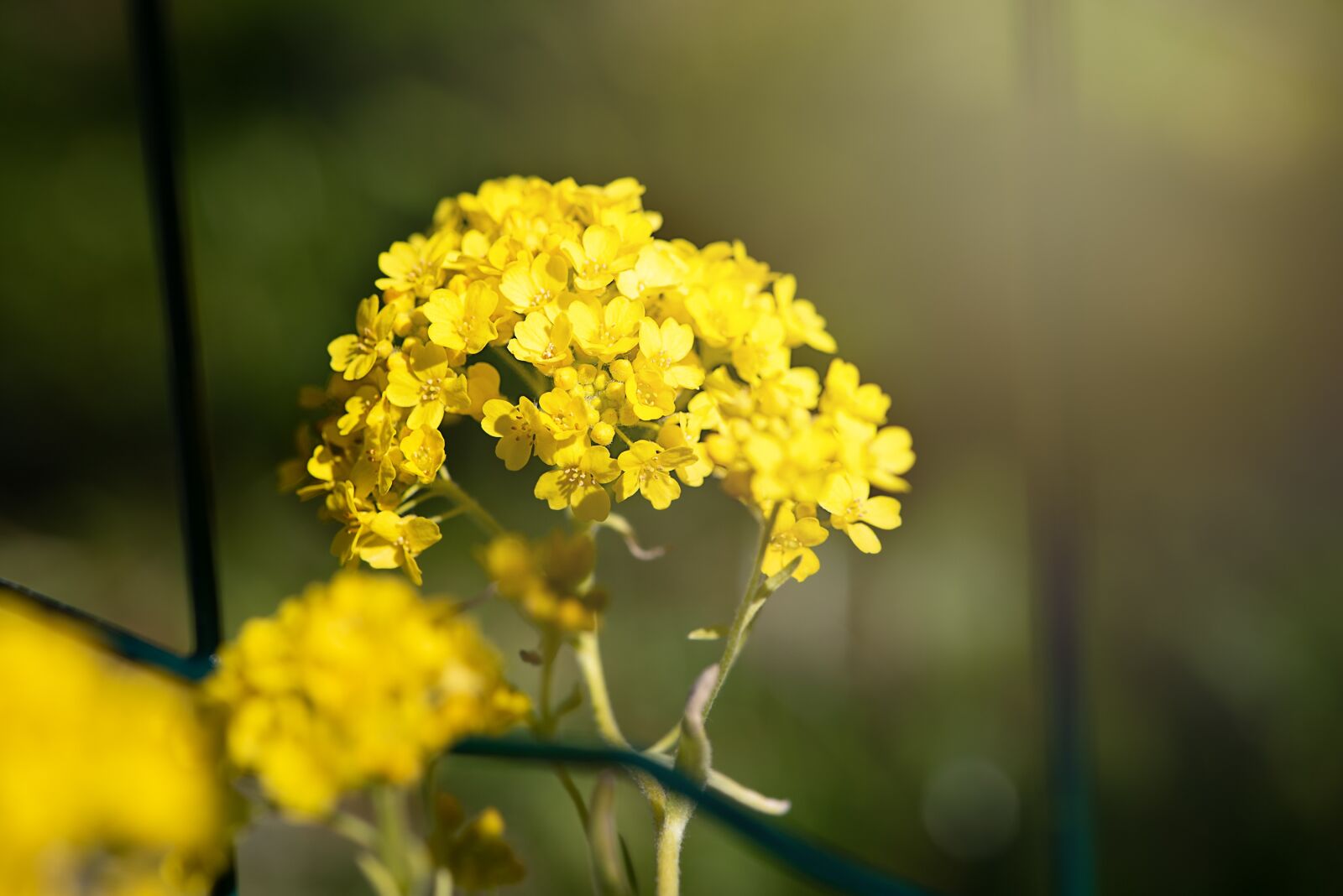 Nikon D750 sample photo. Flower, yellow, yellow flower photography