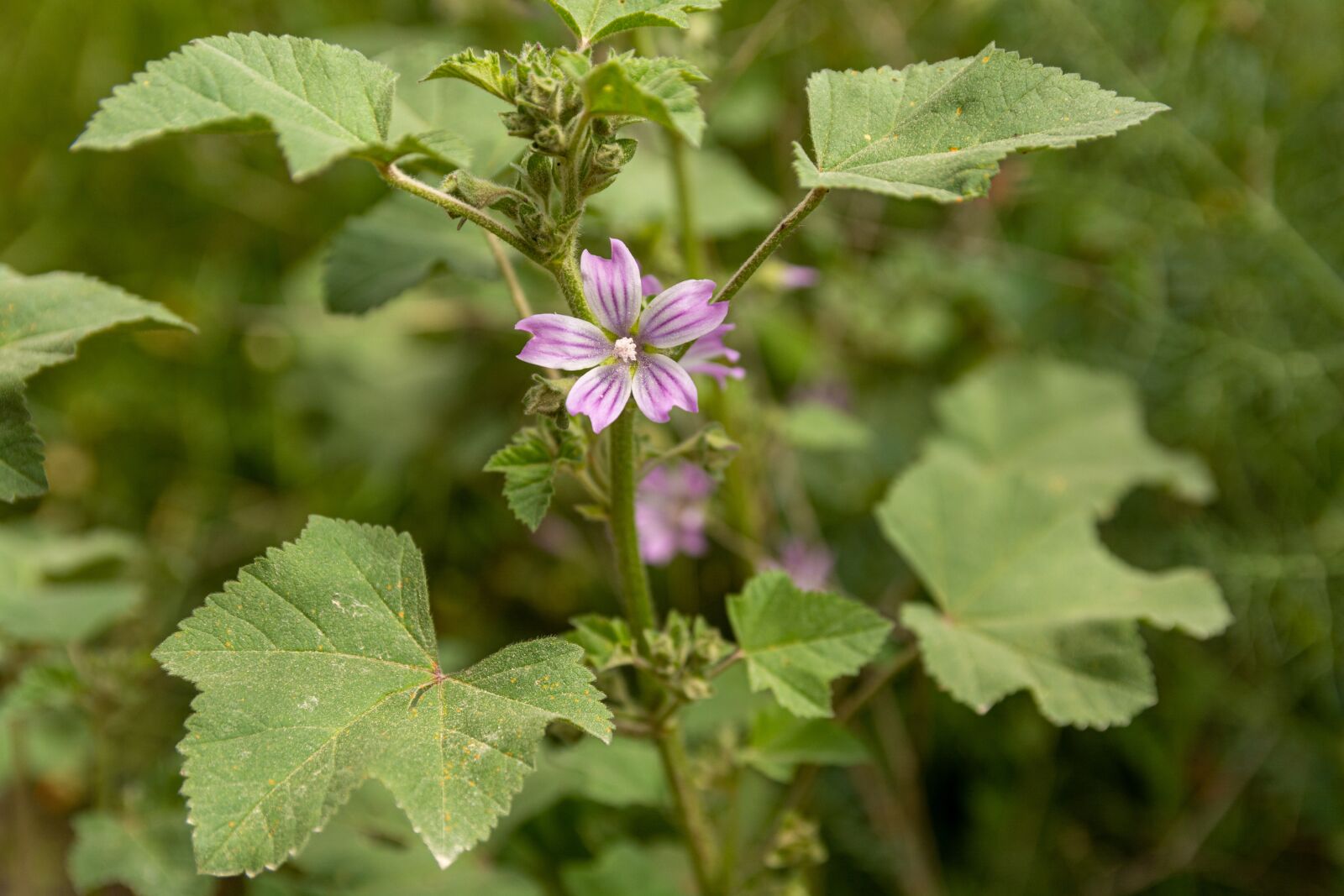 Nikon D7100 sample photo. Flowers, field, wild photography