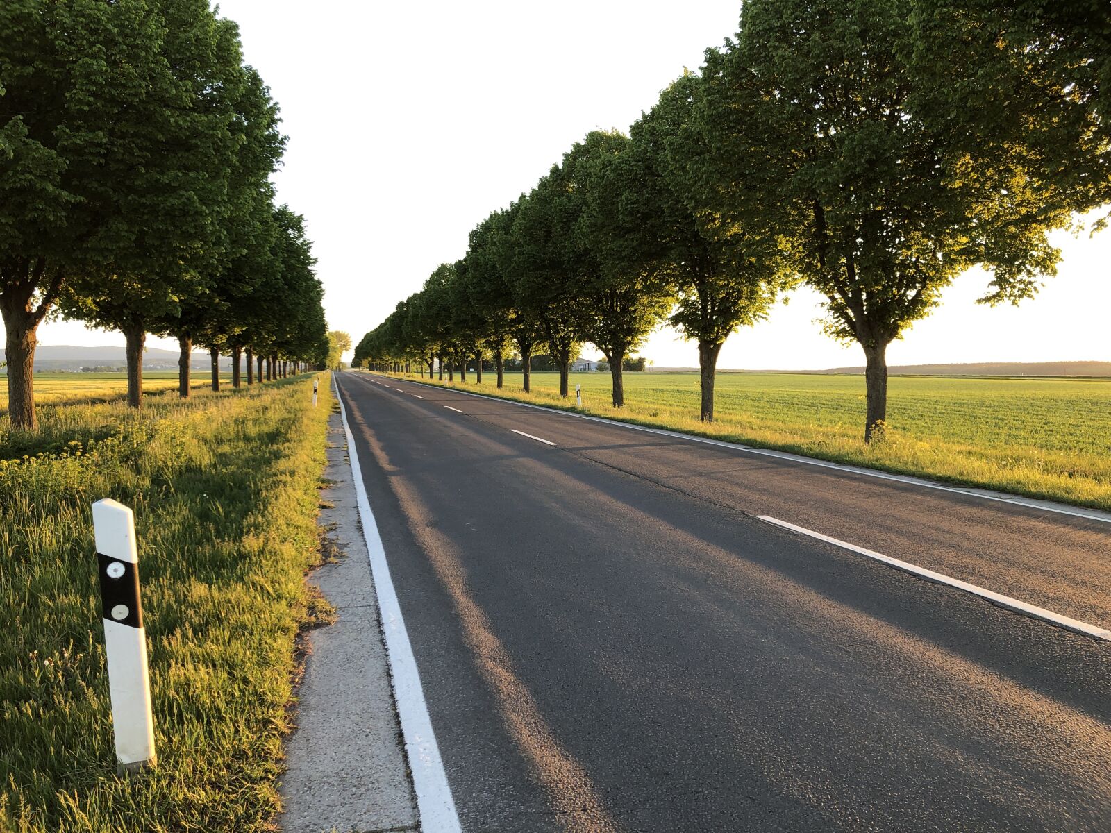 iPhone 8 Plus back dual camera 3.99mm f/1.8 sample photo. Trees, road, landscape photography