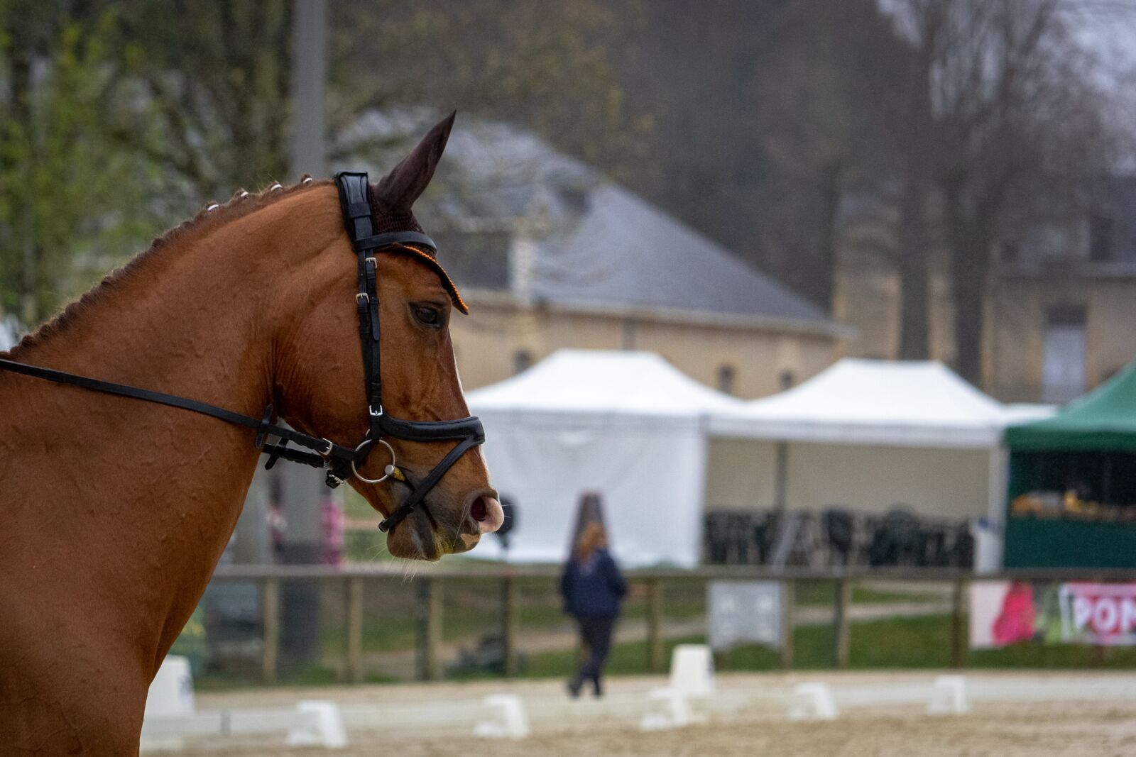 Canon EF-S 55-250mm F4-5.6 IS STM sample photo. Horses, horse, nature photography