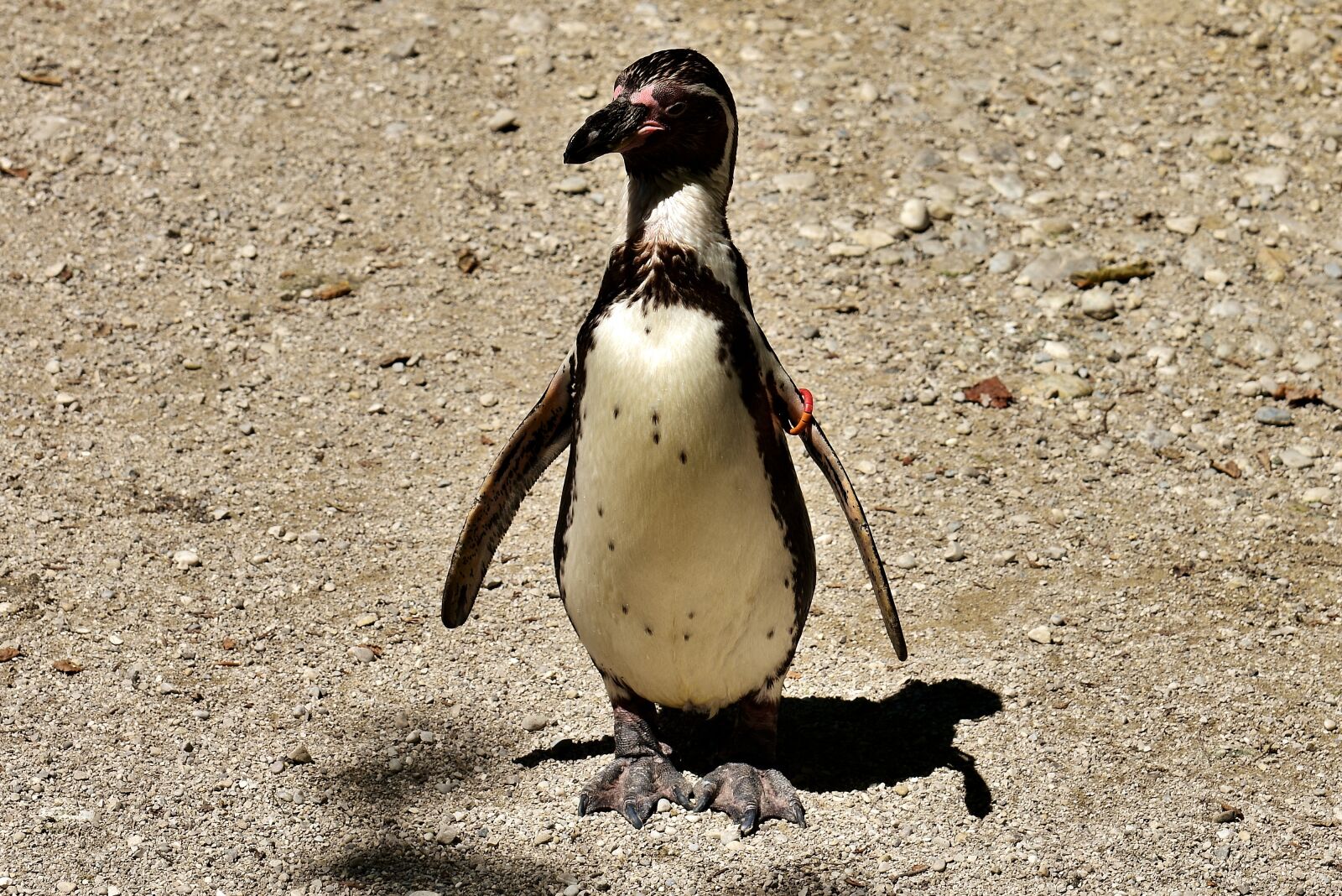 Nikon D7200 sample photo. Penguin, animal, animal world photography