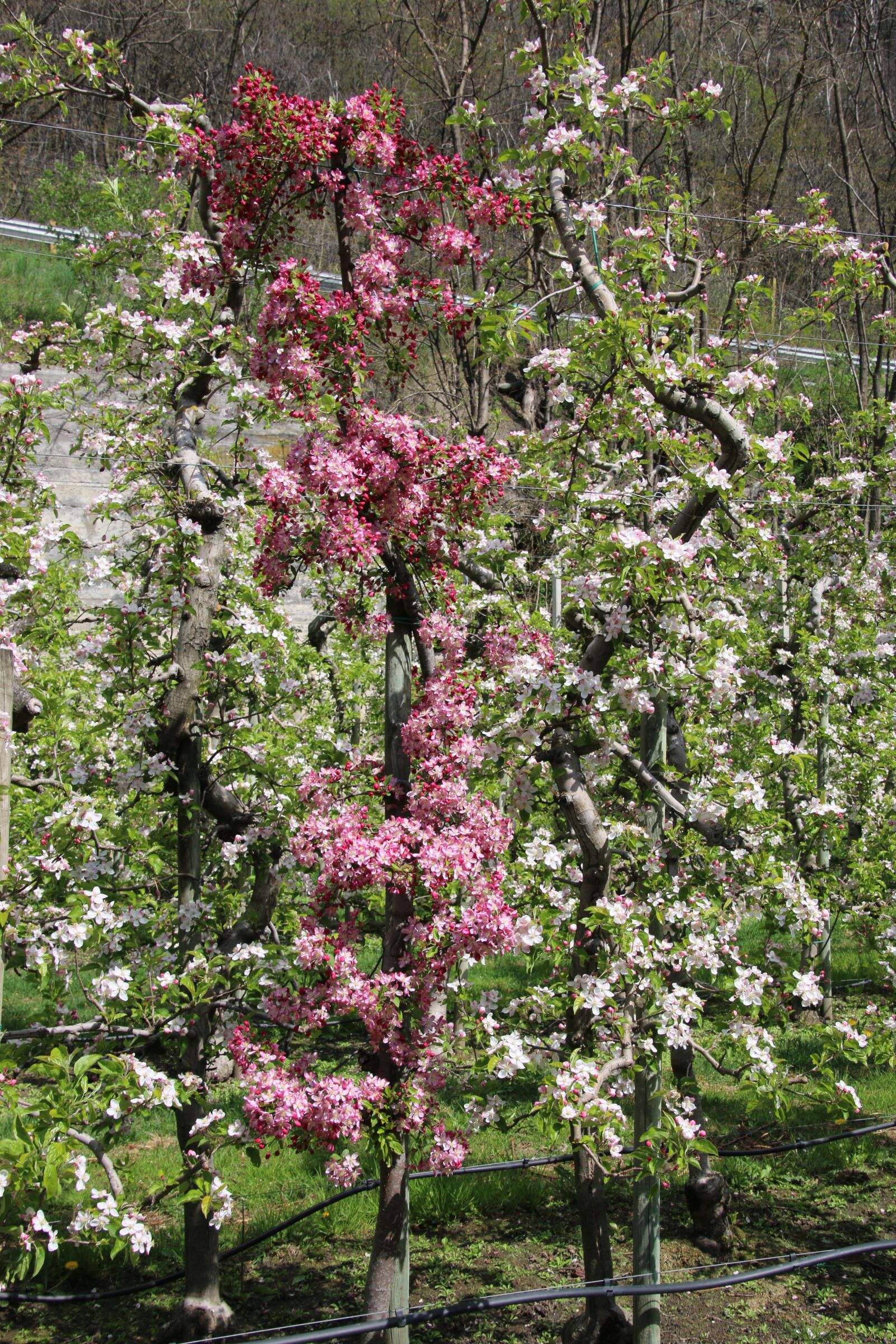 Canon EOS 70D sample photo. Spring, apple blossom, flowering photography
