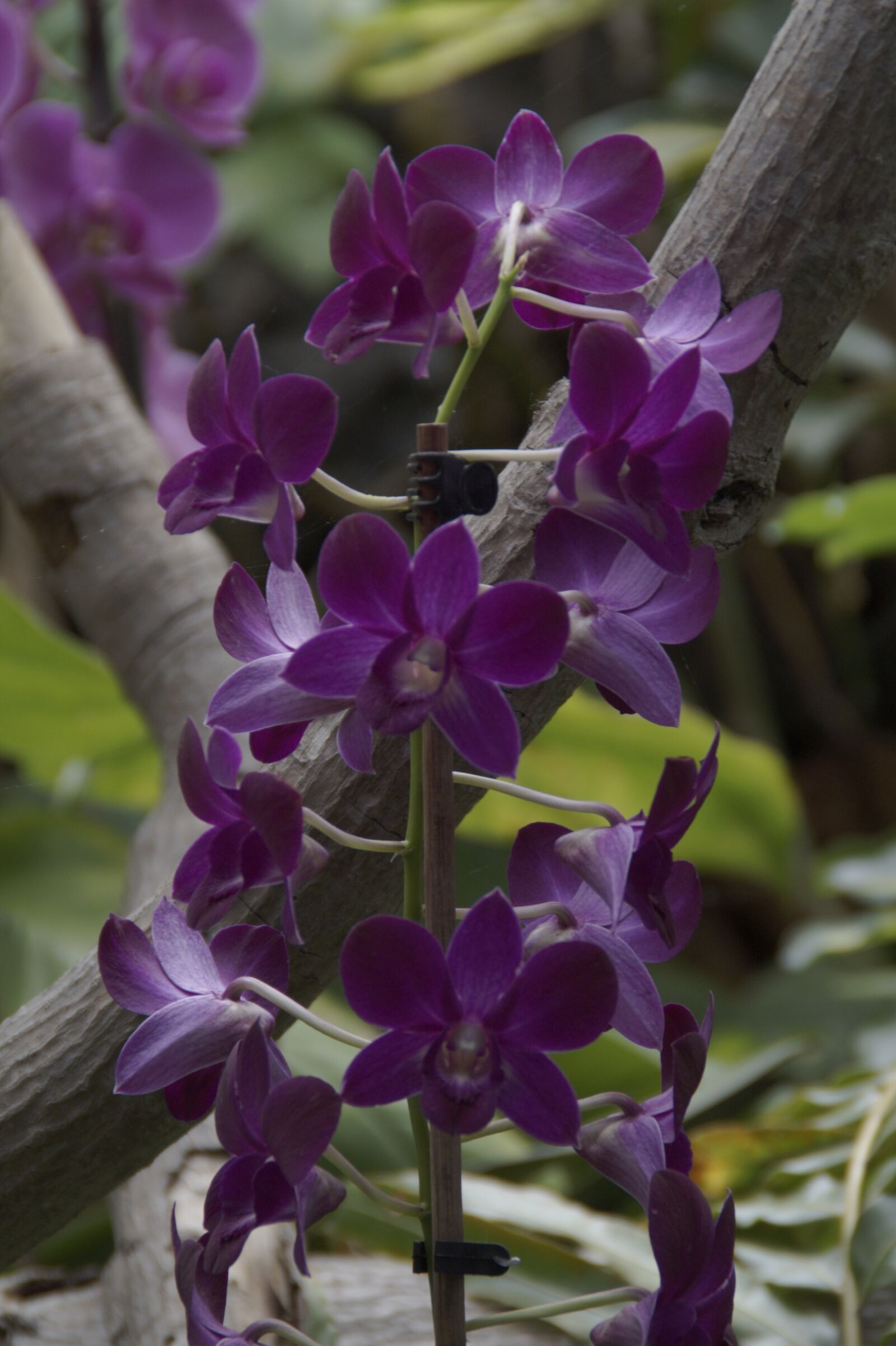 Sony SLT-A58 sample photo. Orchid, orchids exhibition, orchid photography