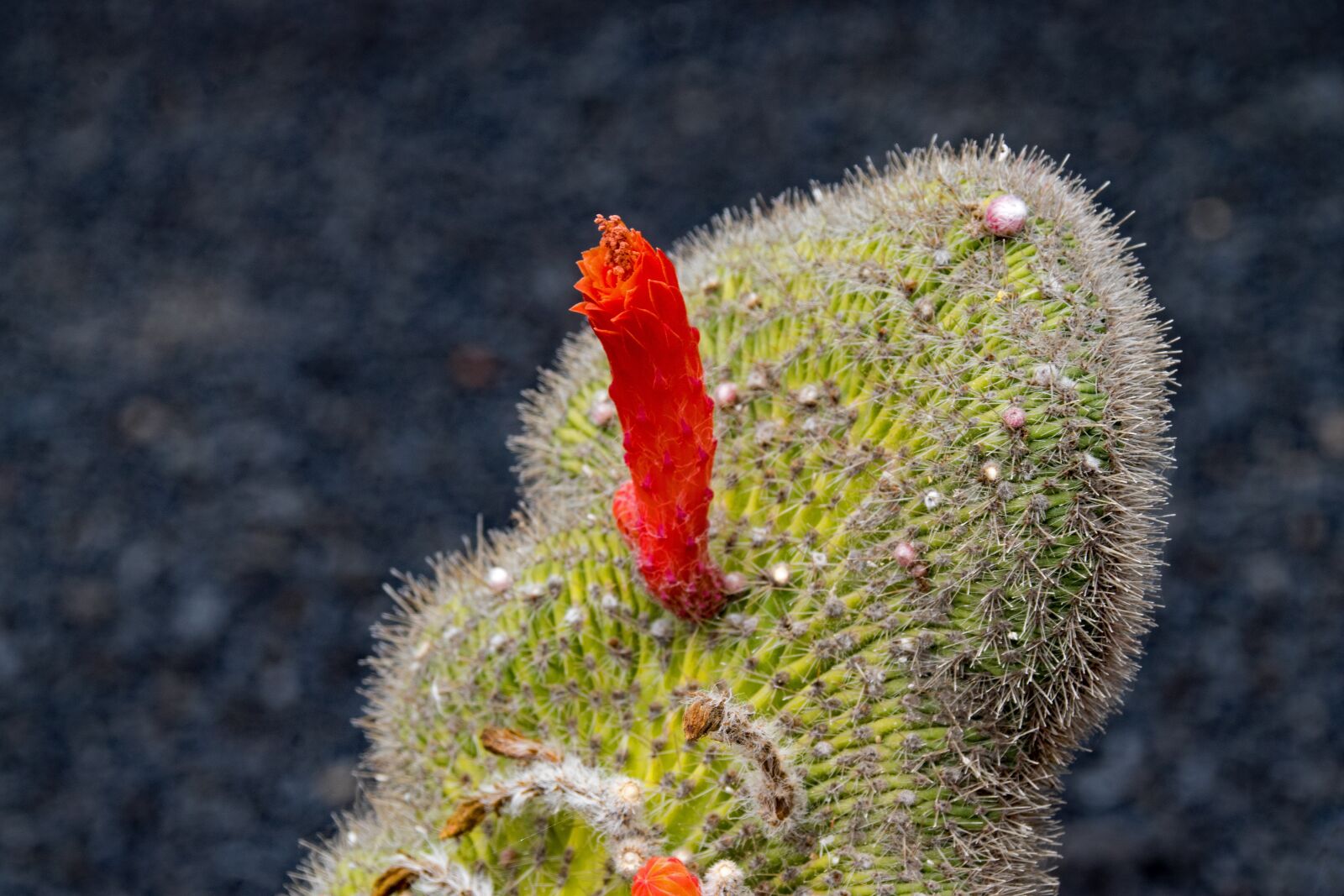 Nikon D5300 sample photo. Jardin de cactus, cactus photography