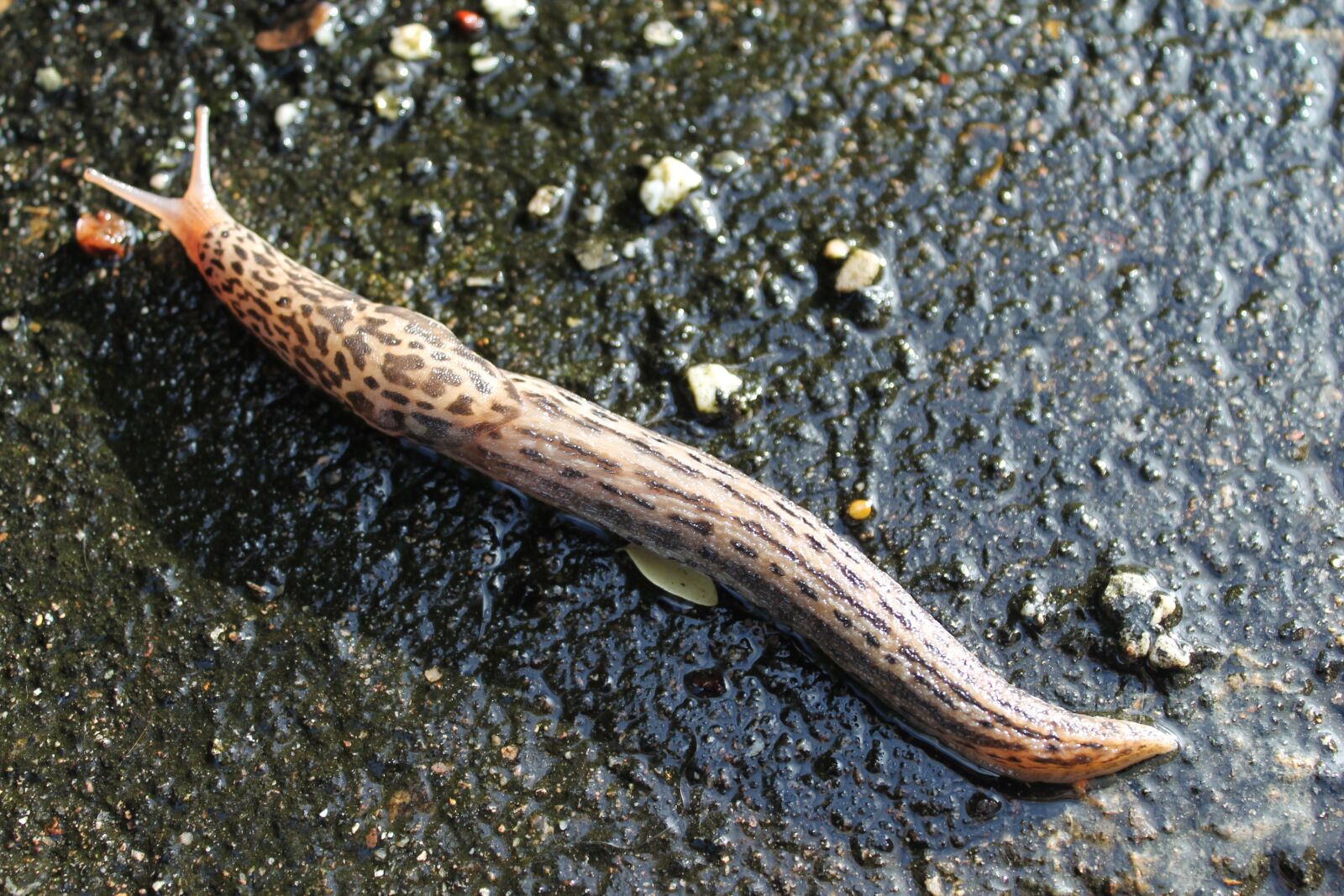 Canon EOS 1100D (EOS Rebel T3 / EOS Kiss X50) sample photo. Limax maximus, slug, nature photography