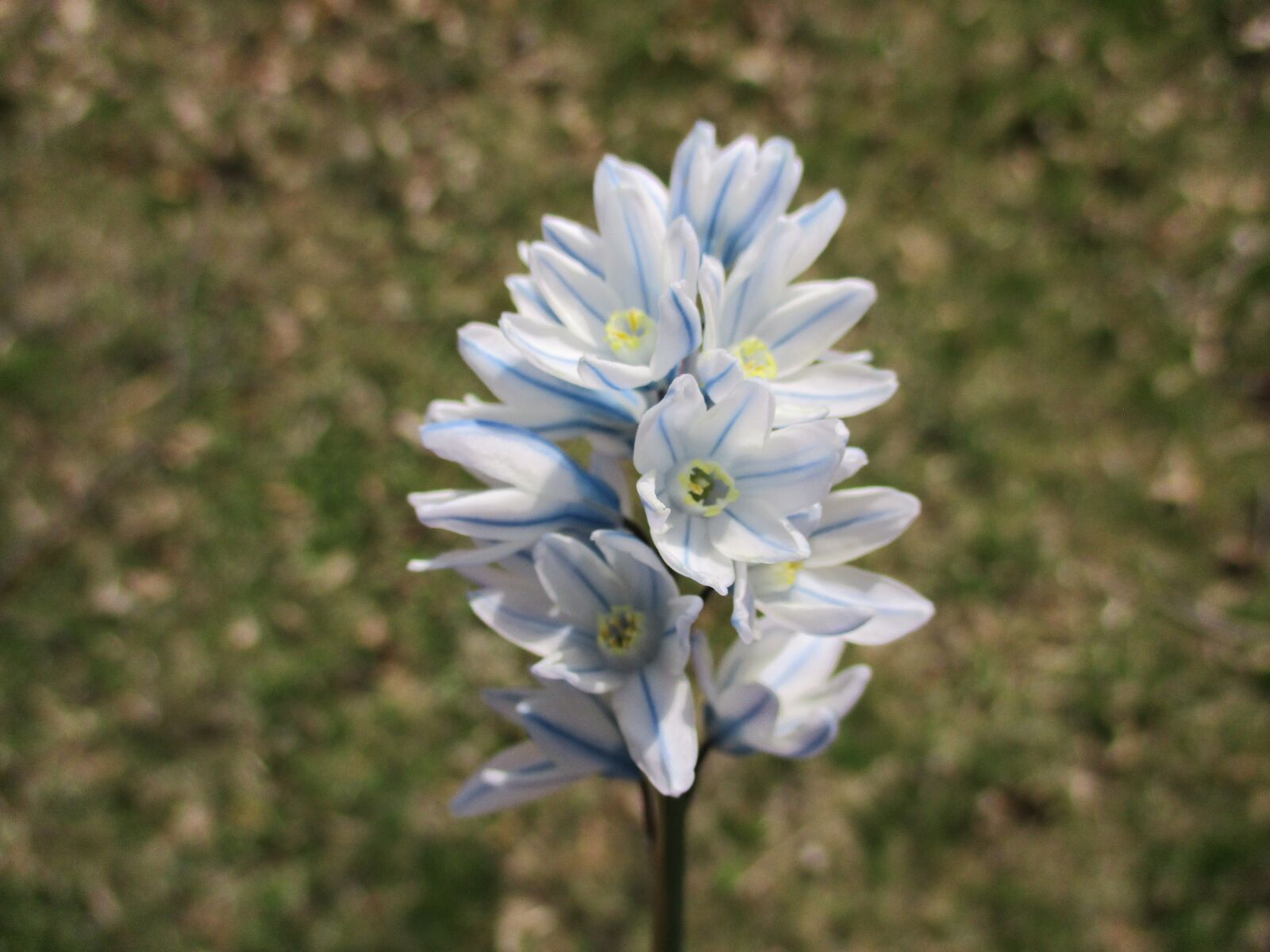 Canon PowerShot ELPH 180 (IXUS 175 / IXY 180) sample photo. Blue flowers, blossoms, flower photography