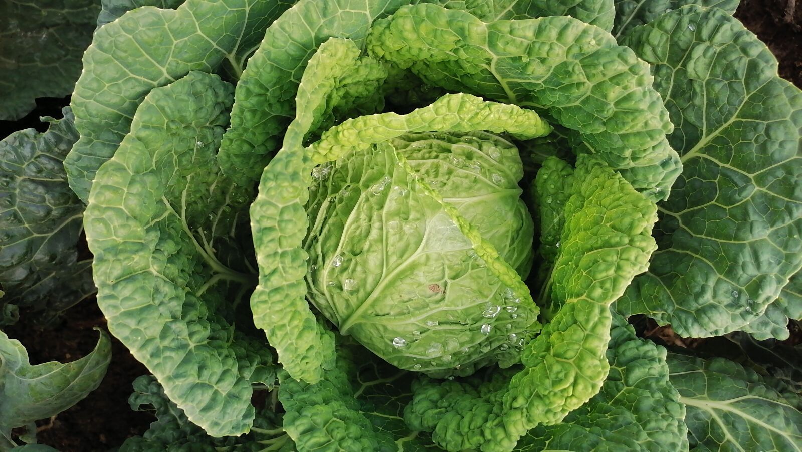 HUAWEI STK-LX1 sample photo. Cabbage, kale, leaves photography
