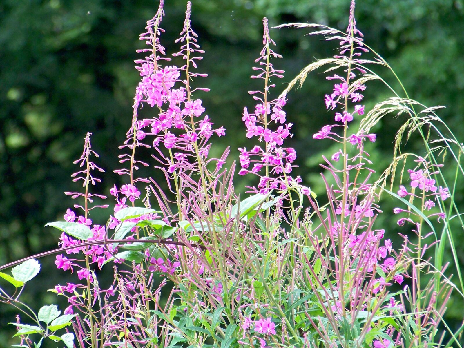 Kodak EASYSHARE Z1012 IS DIGITAL CAMERA sample photo. Floral, flowers, pink photography