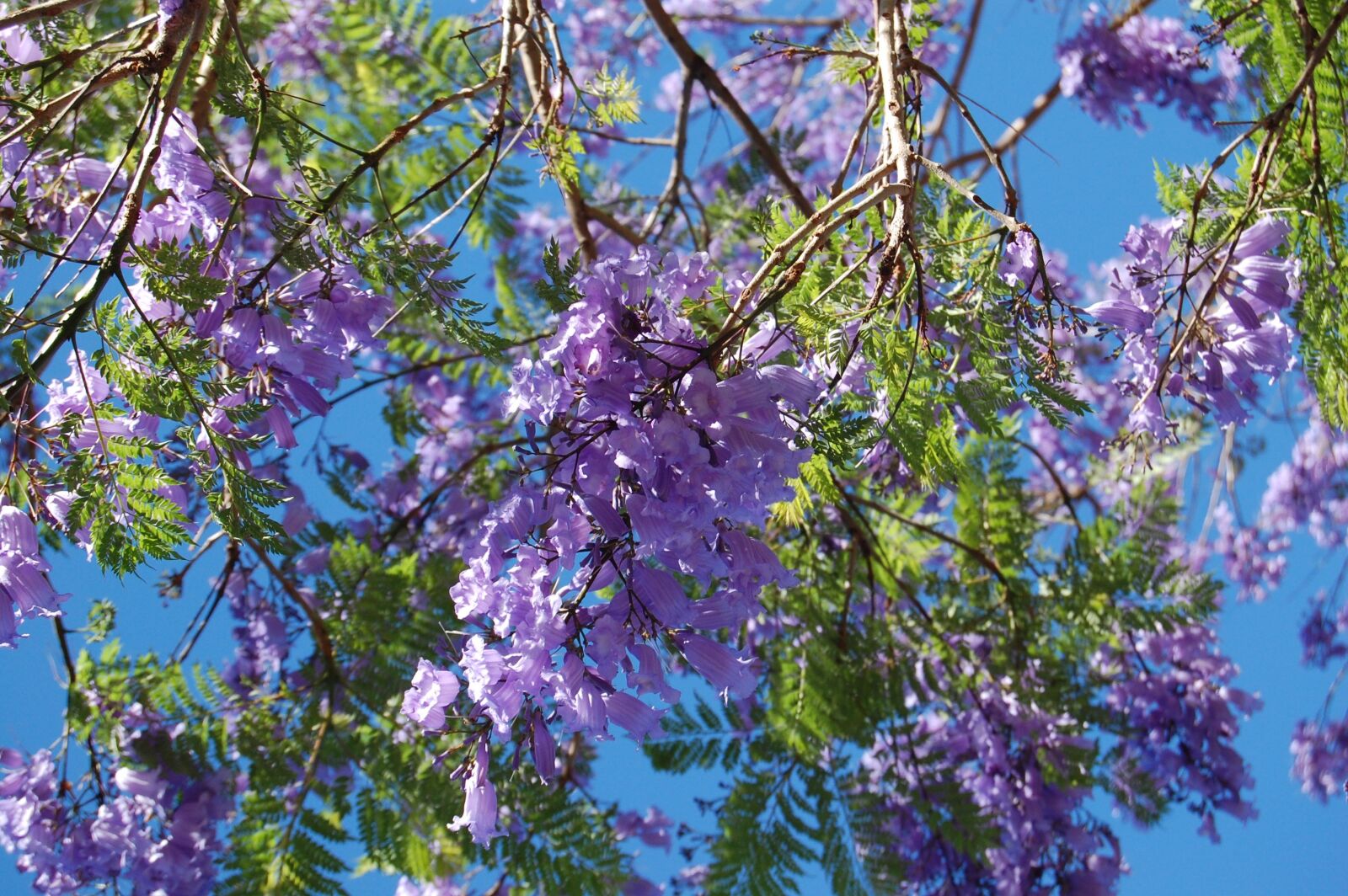 Nikon D40 sample photo. Background, blue, purple photography