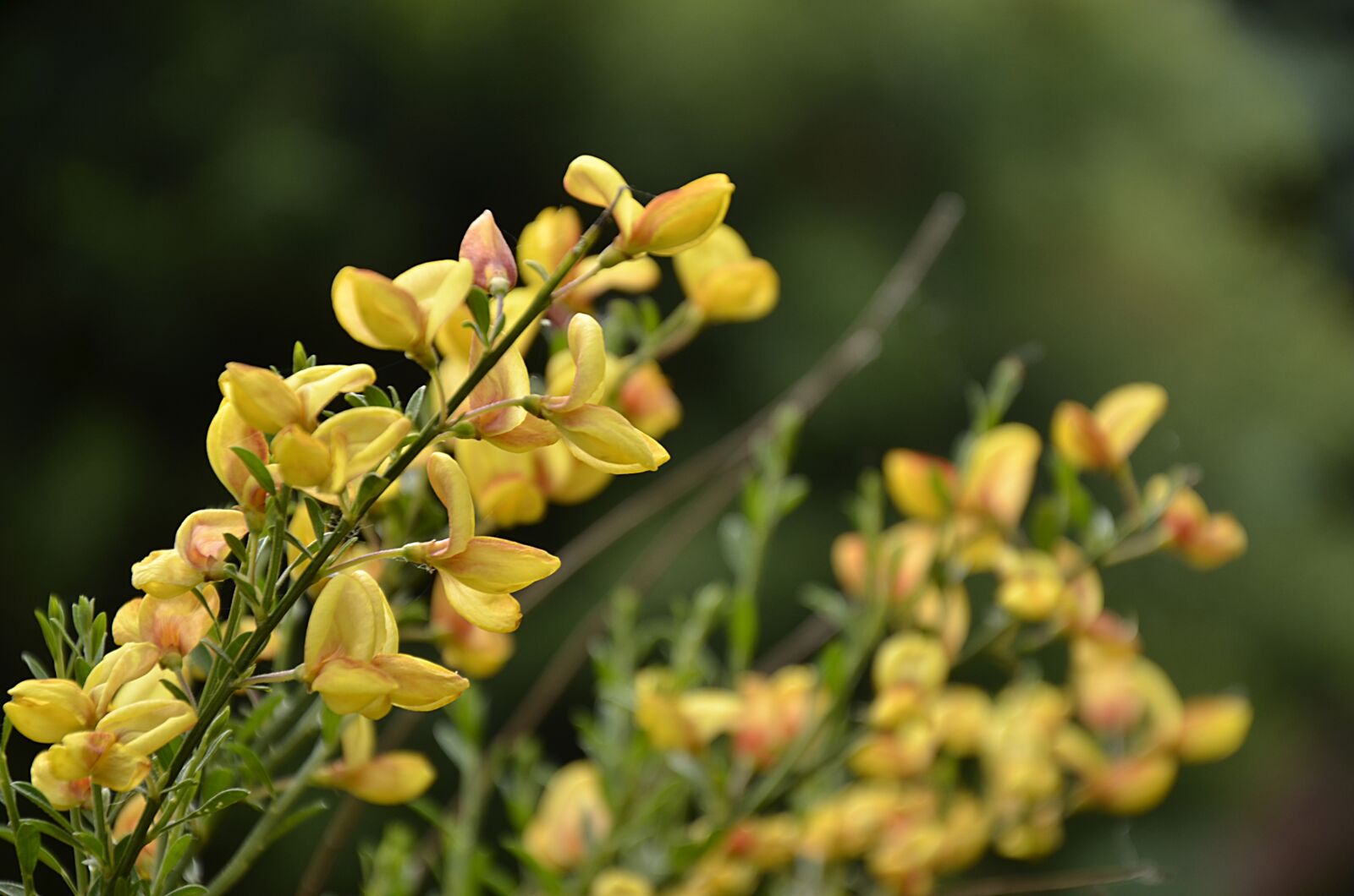 Nikon D7000 sample photo. Bush, garden, yellow photography