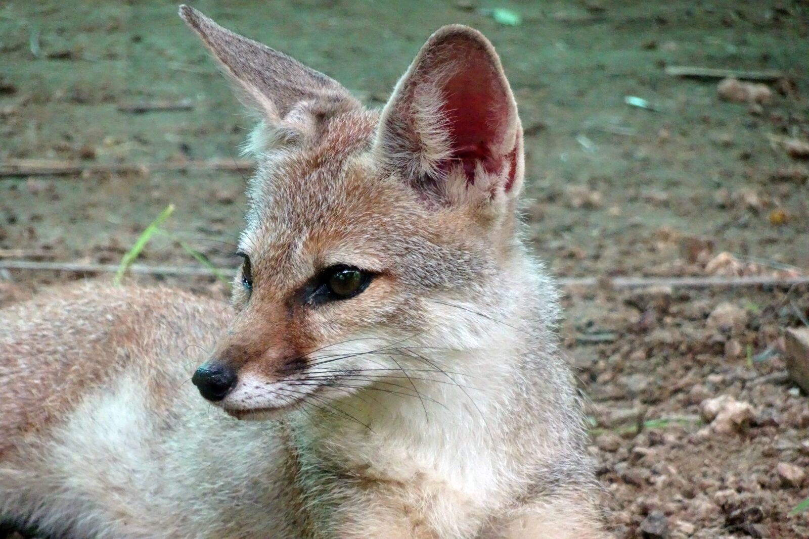 Sony Cyber-shot DSC-HX90V sample photo. Fox, bengal fox, vulpes photography