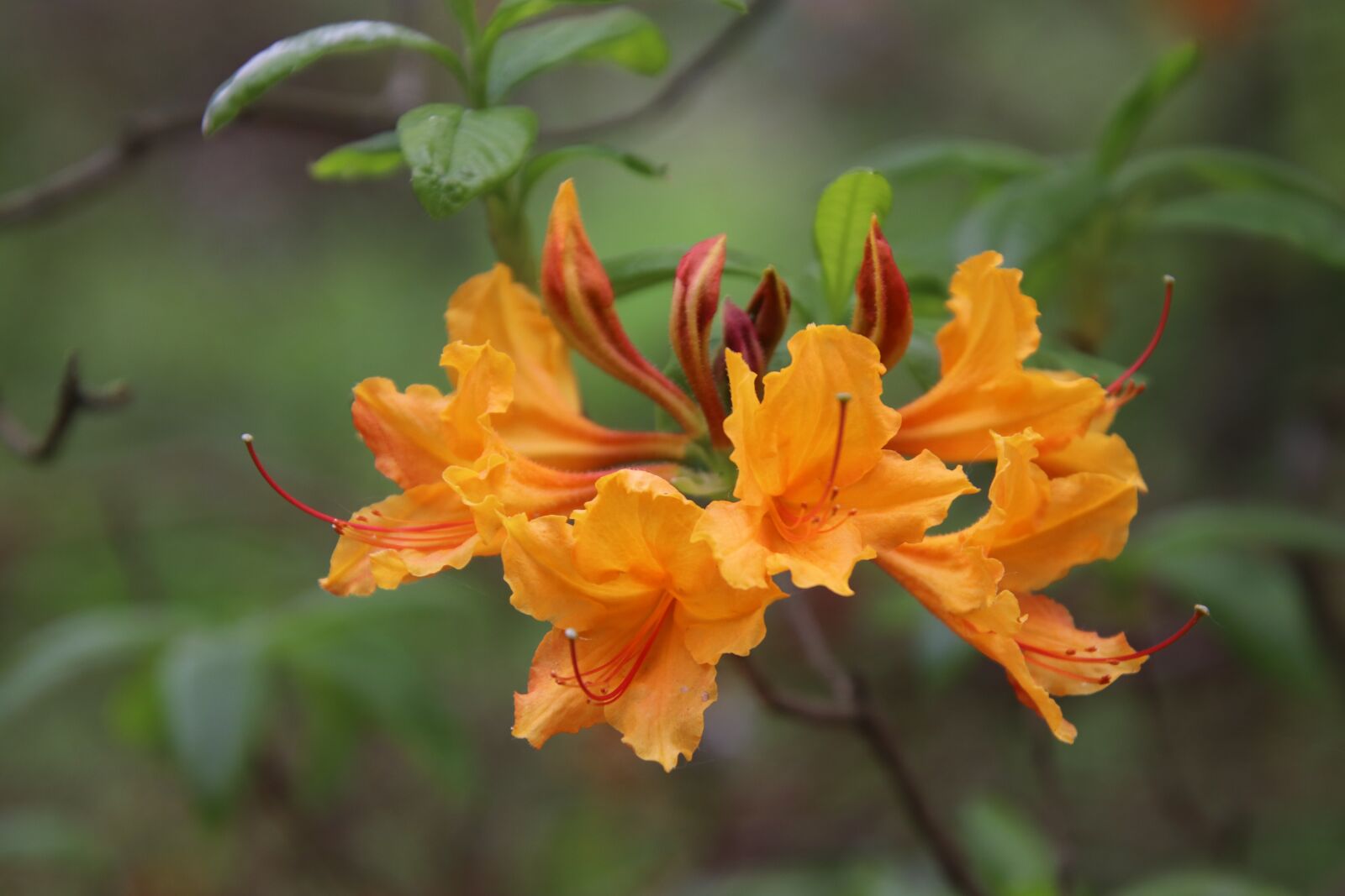 Canon EOS 800D (EOS Rebel T7i / EOS Kiss X9i) sample photo. Rhododendron, orange, shrubs photography