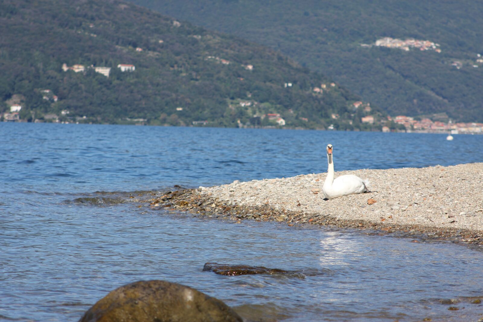 Canon EOS 550D (EOS Rebel T2i / EOS Kiss X4) sample photo. Swan, lake, elegant photography