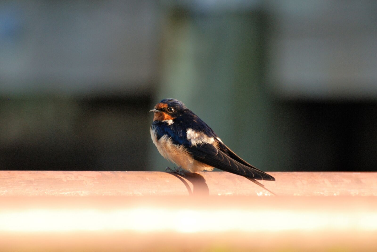 Nikon D80 sample photo. Hirundo rustica, barn swallow photography