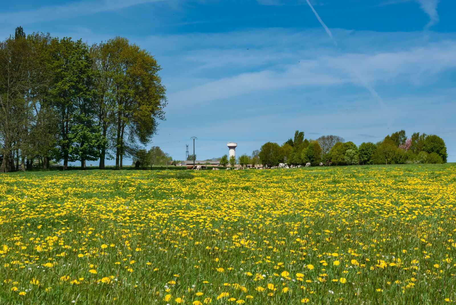 Nikon D80 sample photo. Fields, prairie, flower photography