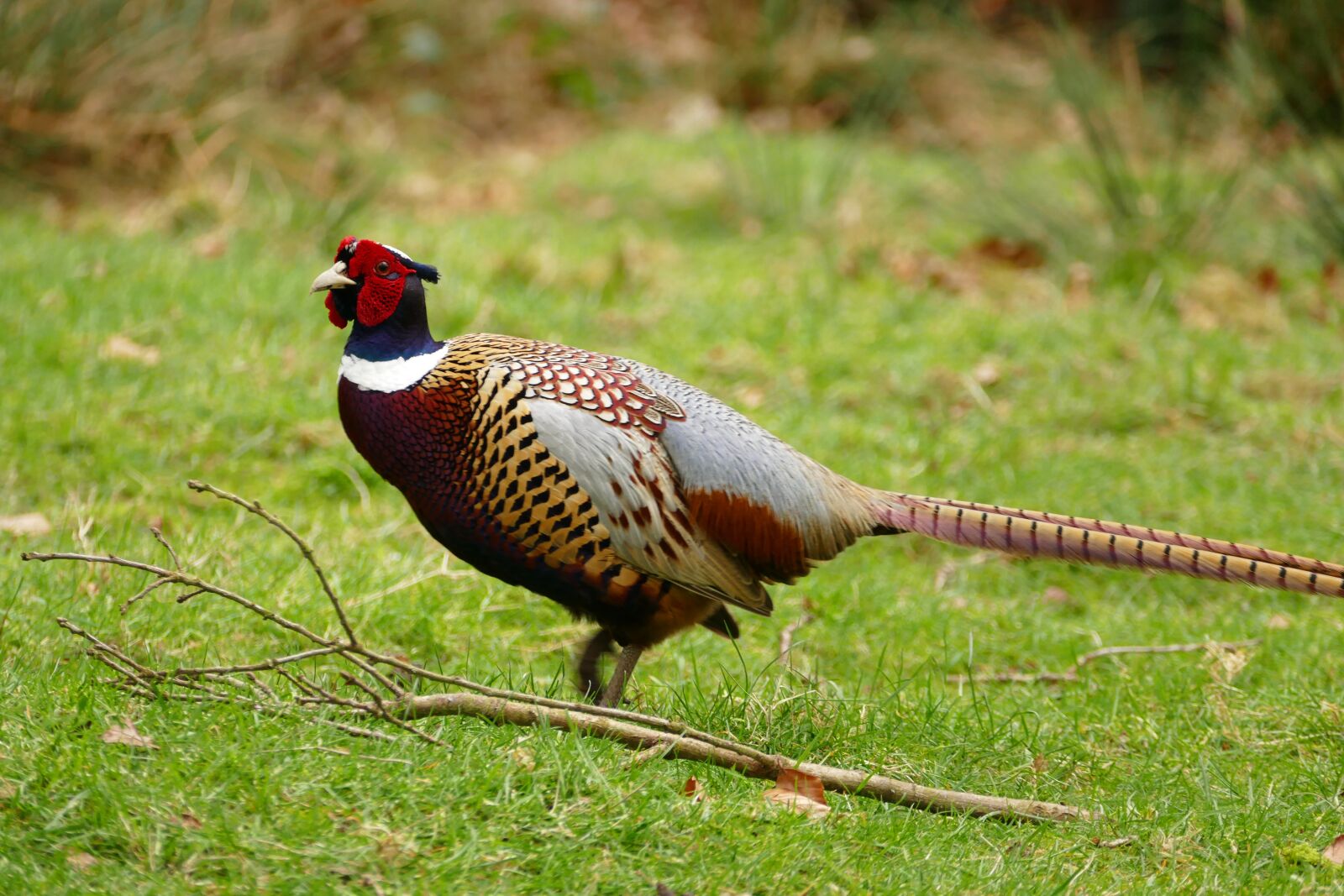 Panasonic Lumix DMC-FZ1000 sample photo. Bird, pheasant, animal photography