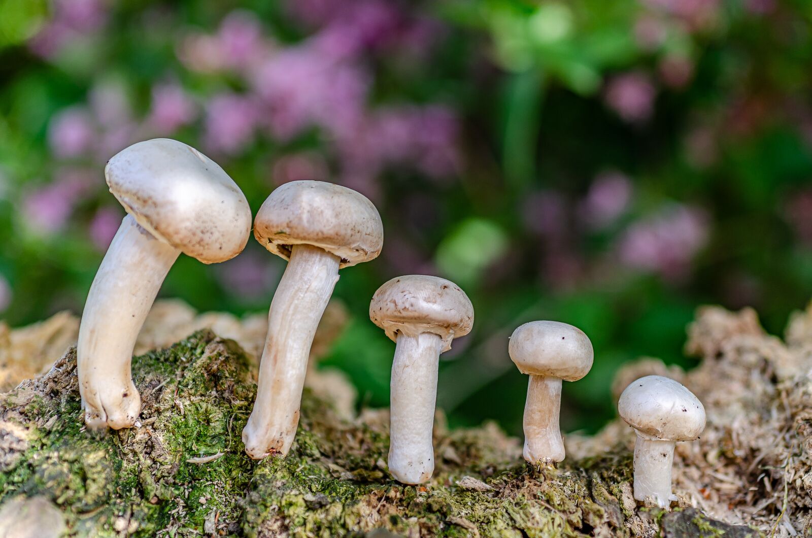Nikon D7000 sample photo. Fungus, paris, nature photography