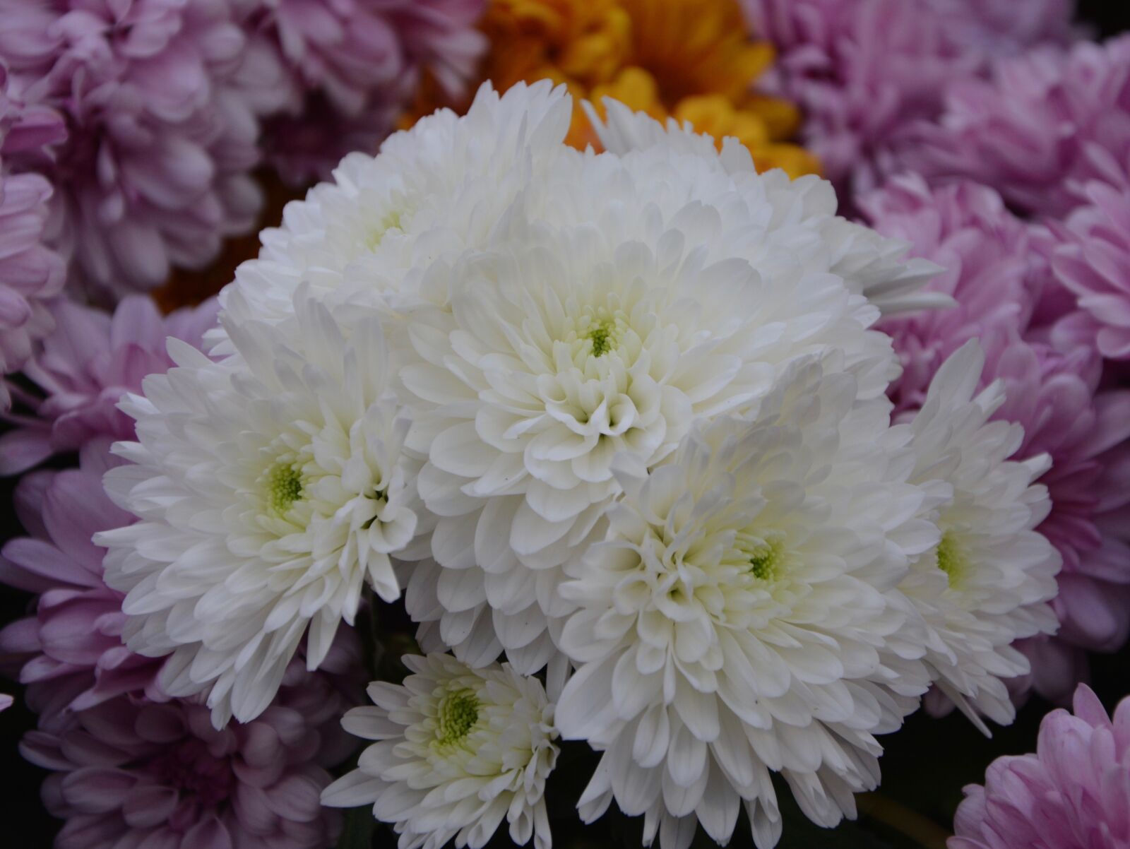Nikon D5200 sample photo. Flowers, white chrysanthemums, flowers photography
