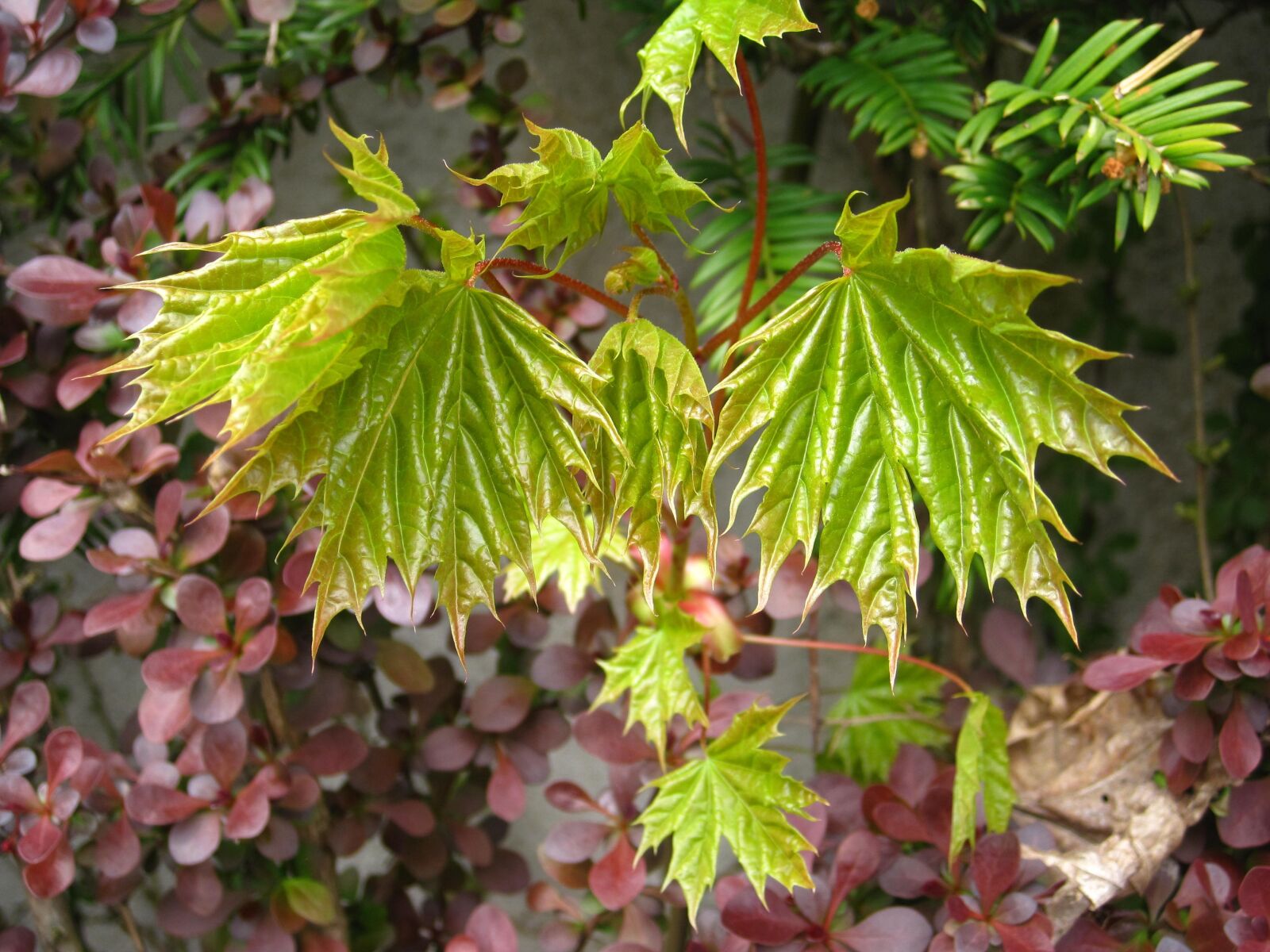 Canon PowerShot SD1200 IS (Digital IXUS 95 IS / IXY Digital 110 IS) sample photo. Spring, young maple leaves photography
