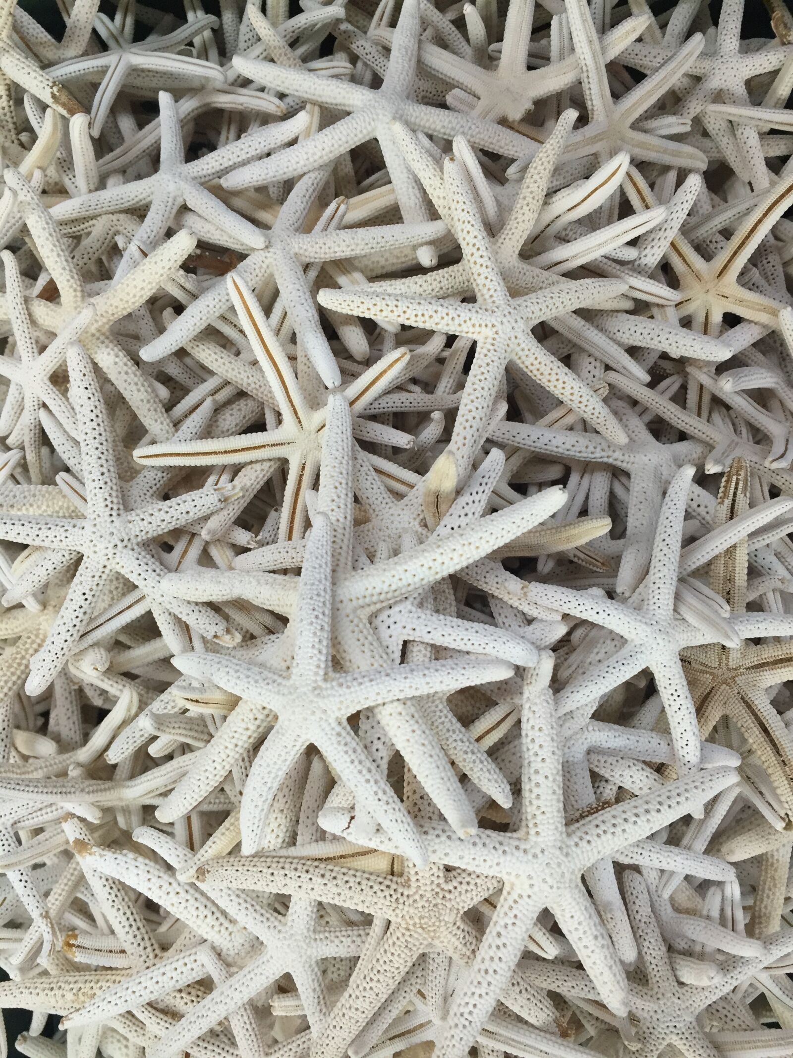 Apple iPhone 6 sample photo. Starfish, star, fish photography