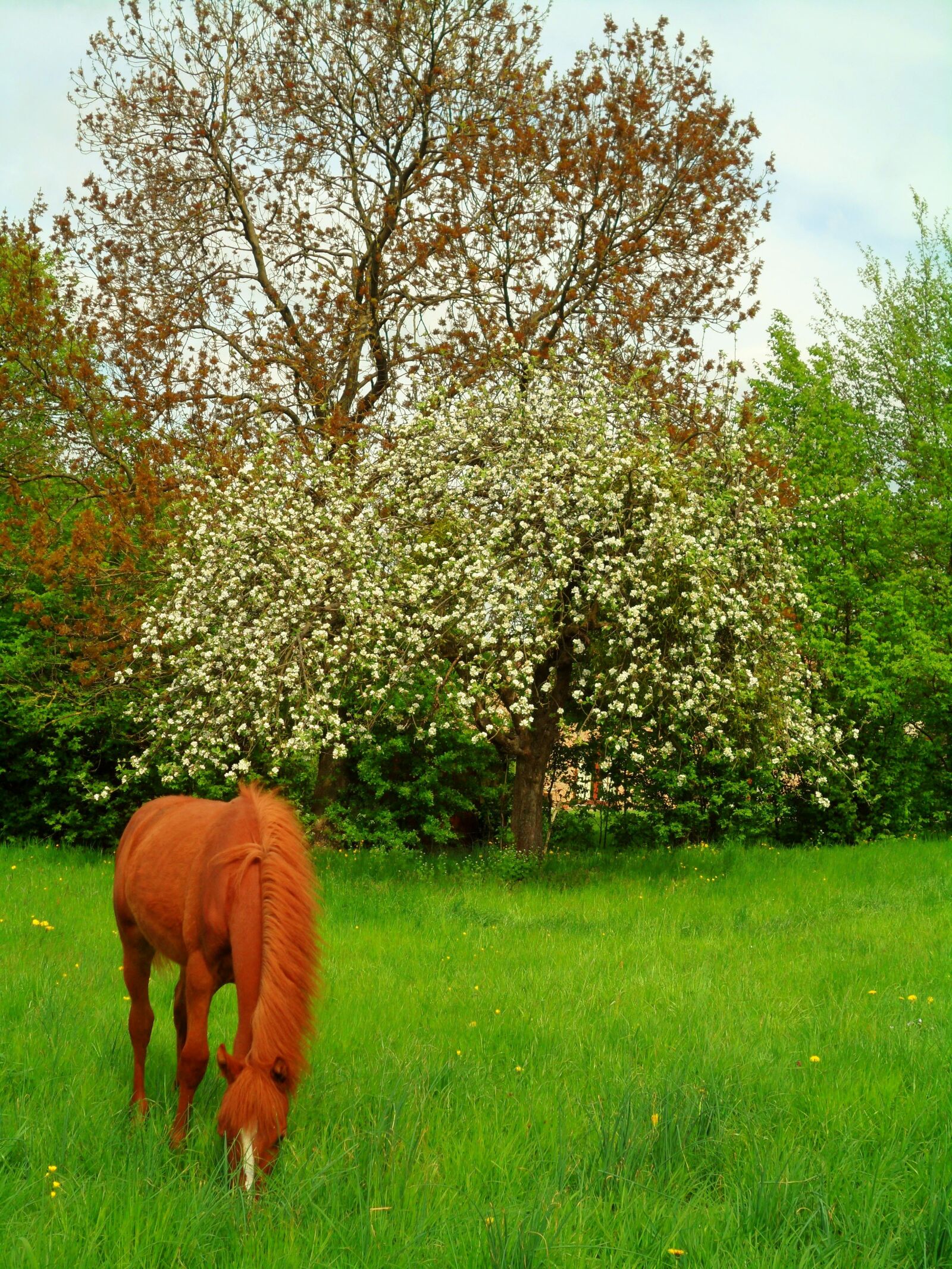 Samsung ST70 / VLUU ST70 /  ST71 sample photo. Foal, flowers, horse photography