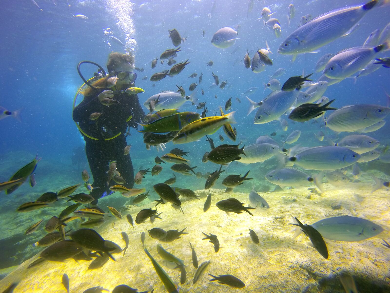 GoPro HERO4 Silver sample photo. Diving, sea, fish photography