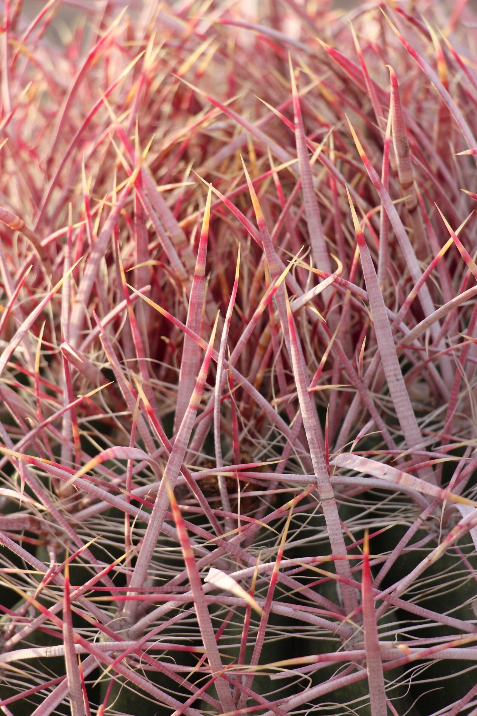 Canon EOS 650D (EOS Rebel T4i / EOS Kiss X6i) sample photo. Cactus, macro, prickly photography