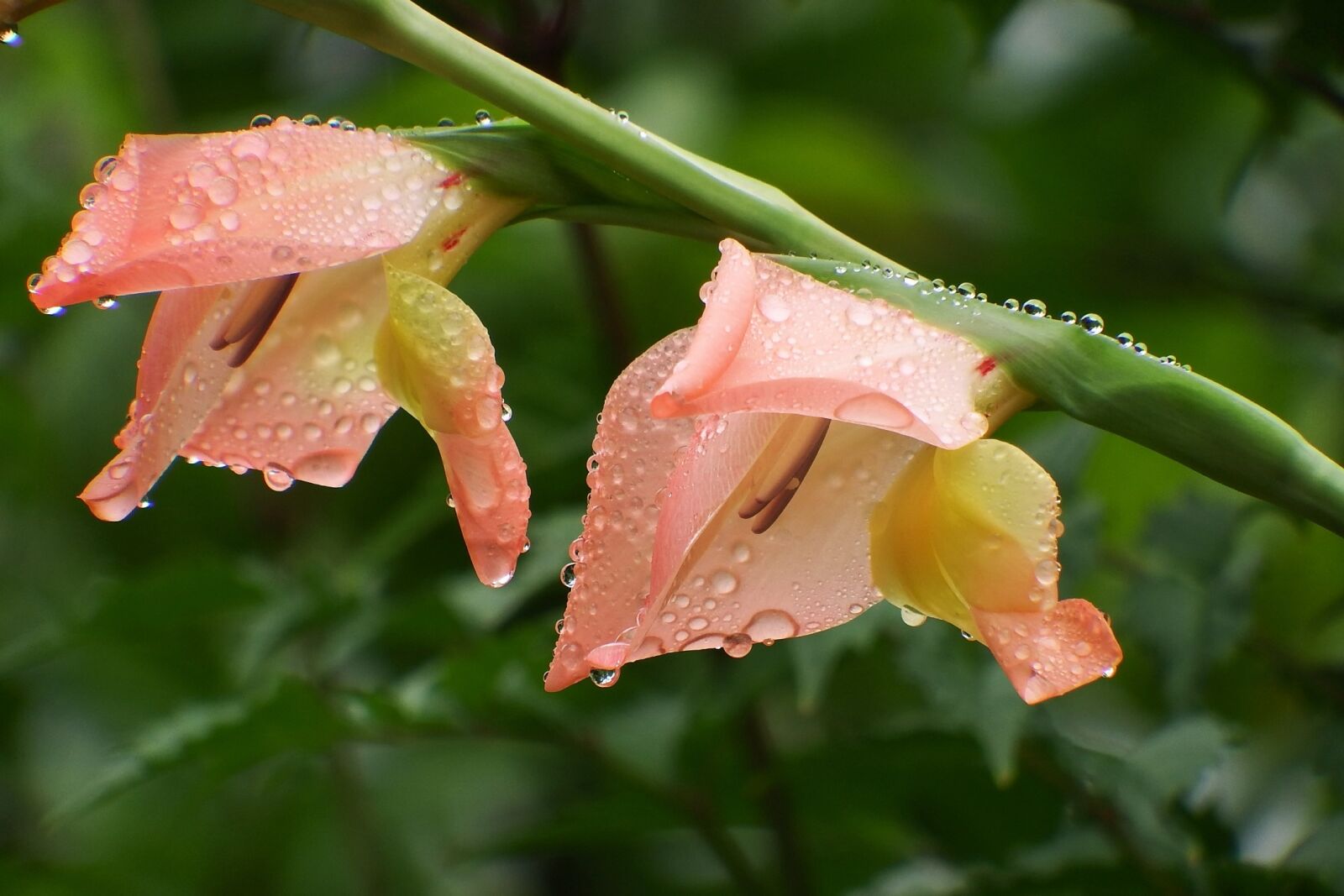 Fujifilm FinePix S1 sample photo. Japan, natural, plant photography