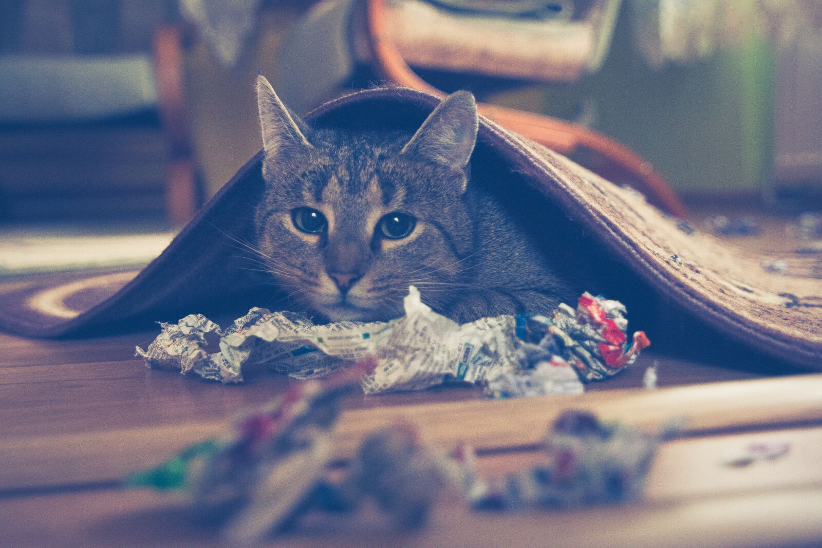 Canon EOS 70D sample photo. Animal, cat, cute, feline photography