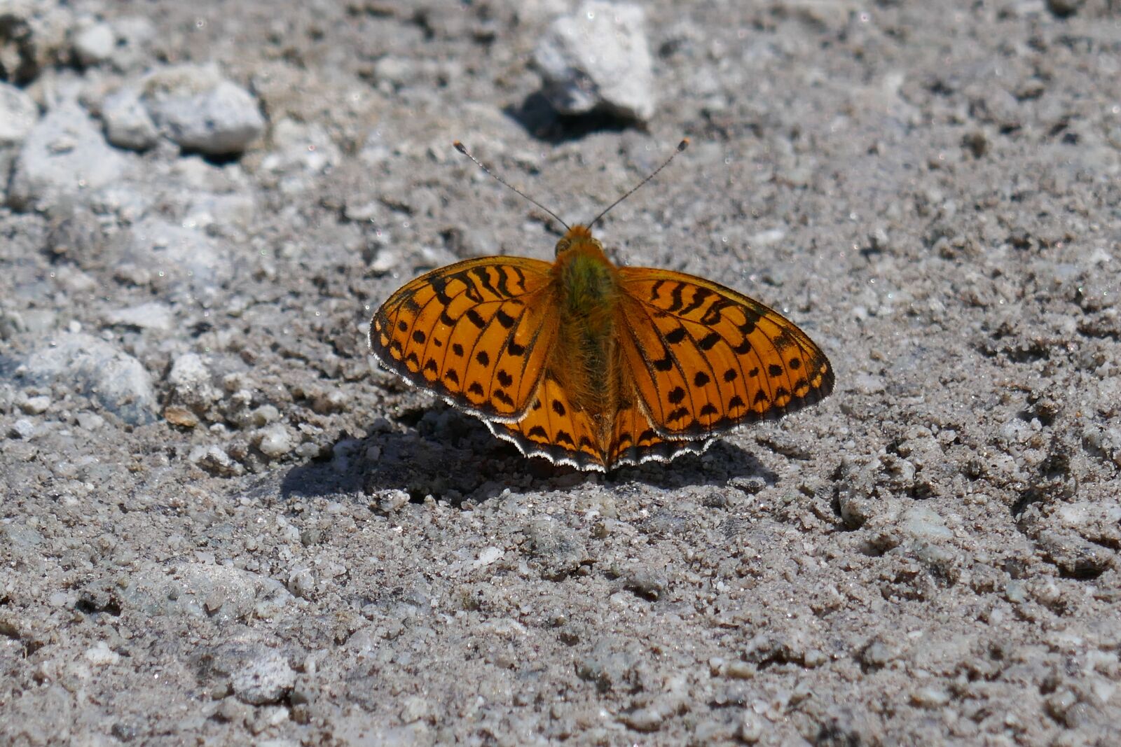 Panasonic DMC-TZ101 sample photo. Butterfly, nature, insect photography