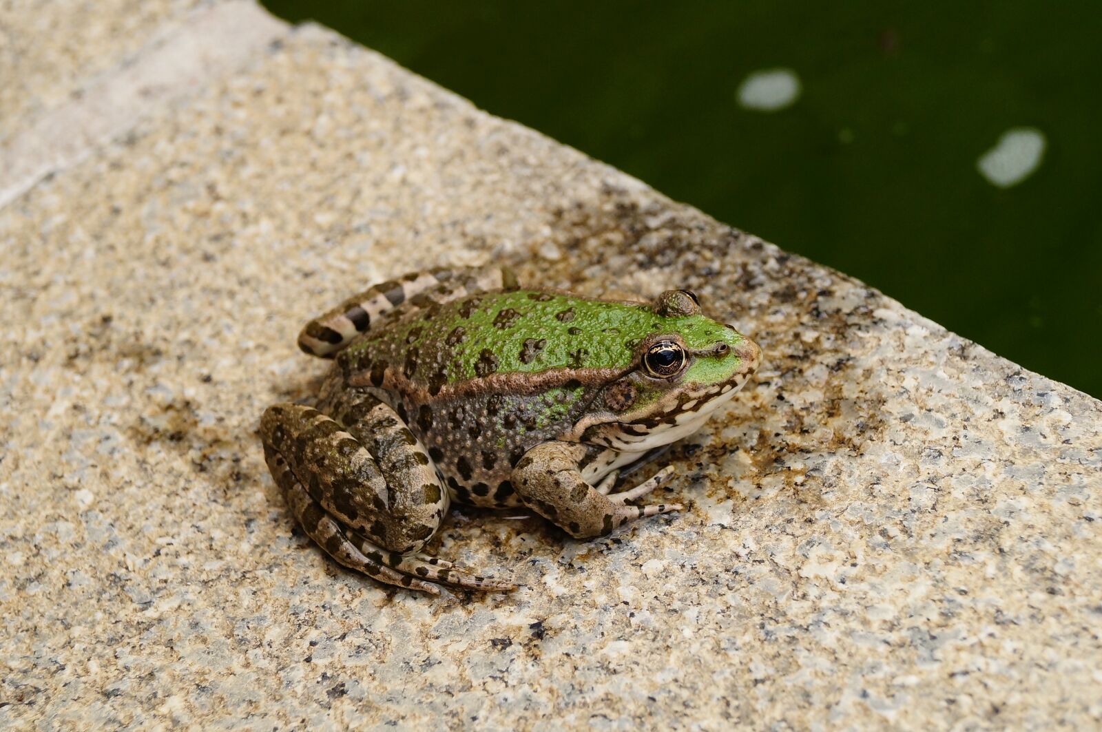 Sony SLT-A37 sample photo. Frog, green, pond photography