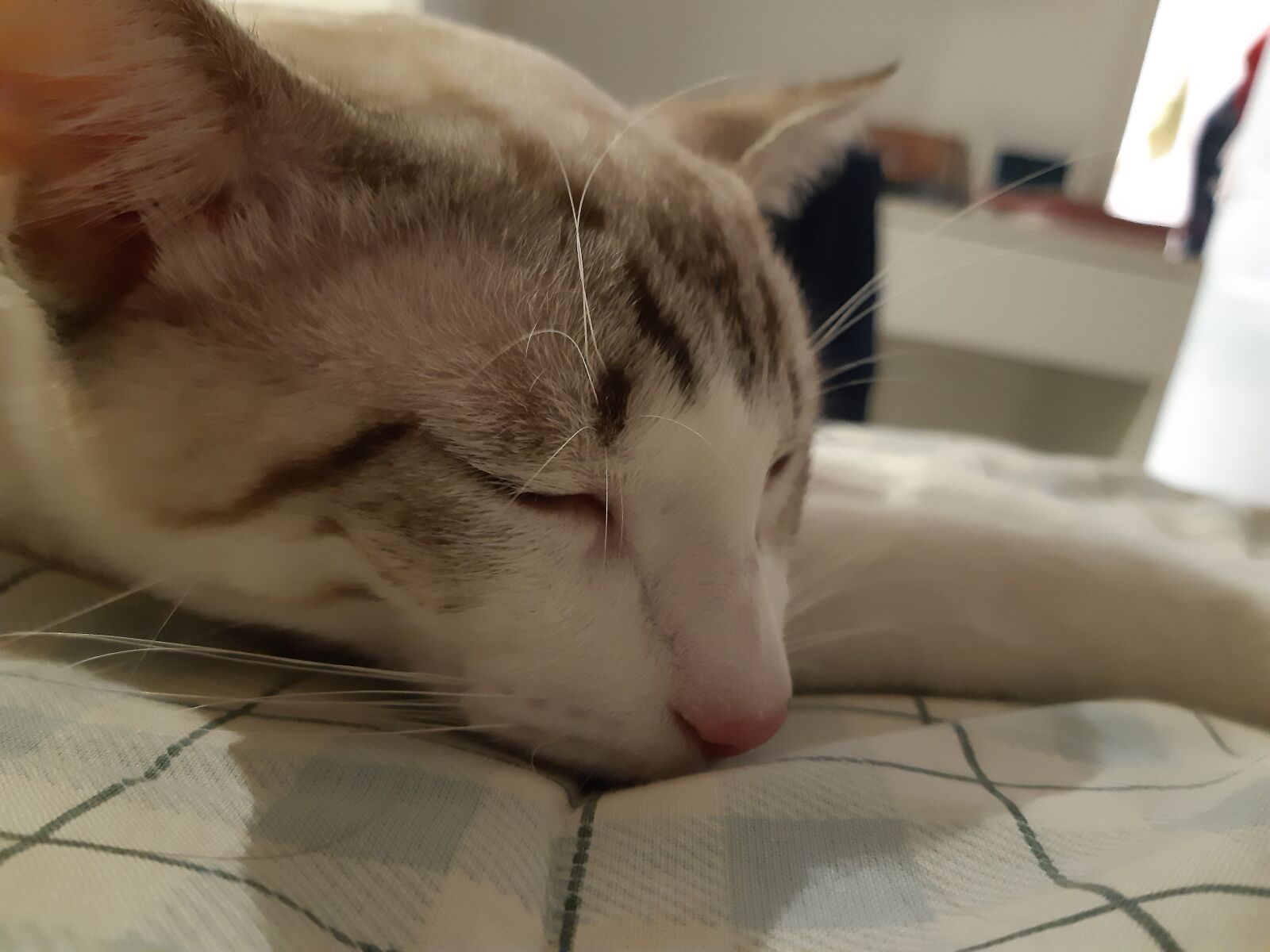Samsung Galaxy A30 sample photo. Cat, sleeping, animal photography