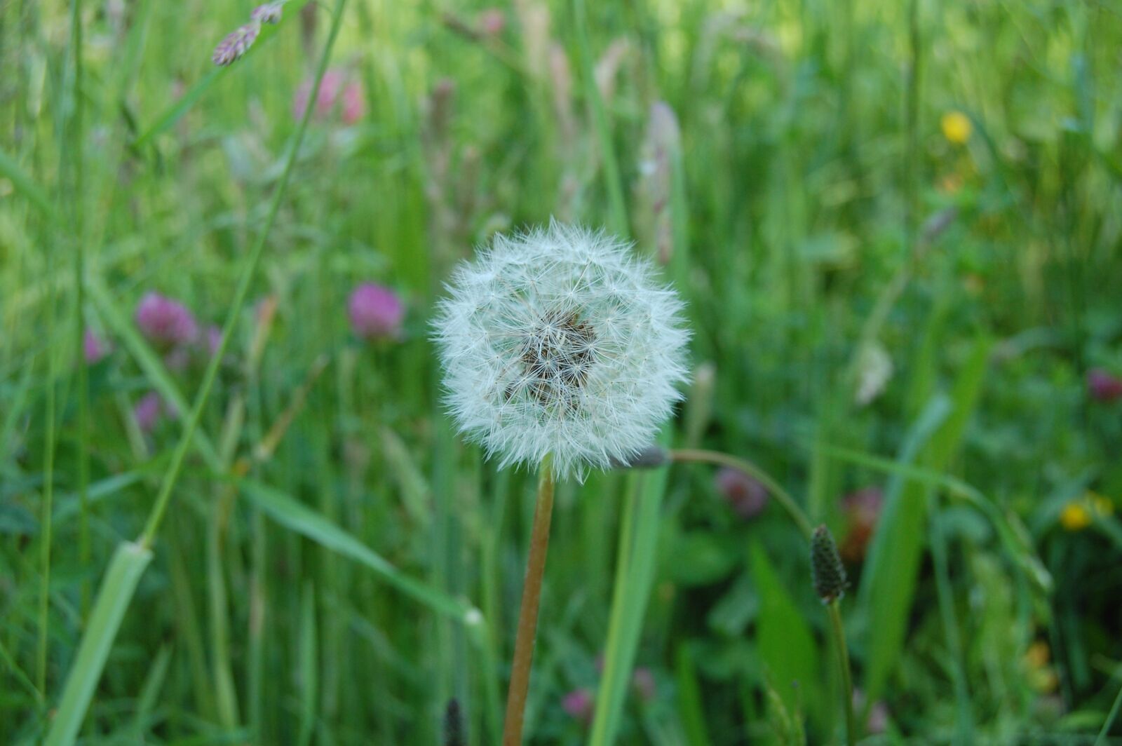 Nikon D40 sample photo. Dandelion, white, seed photography
